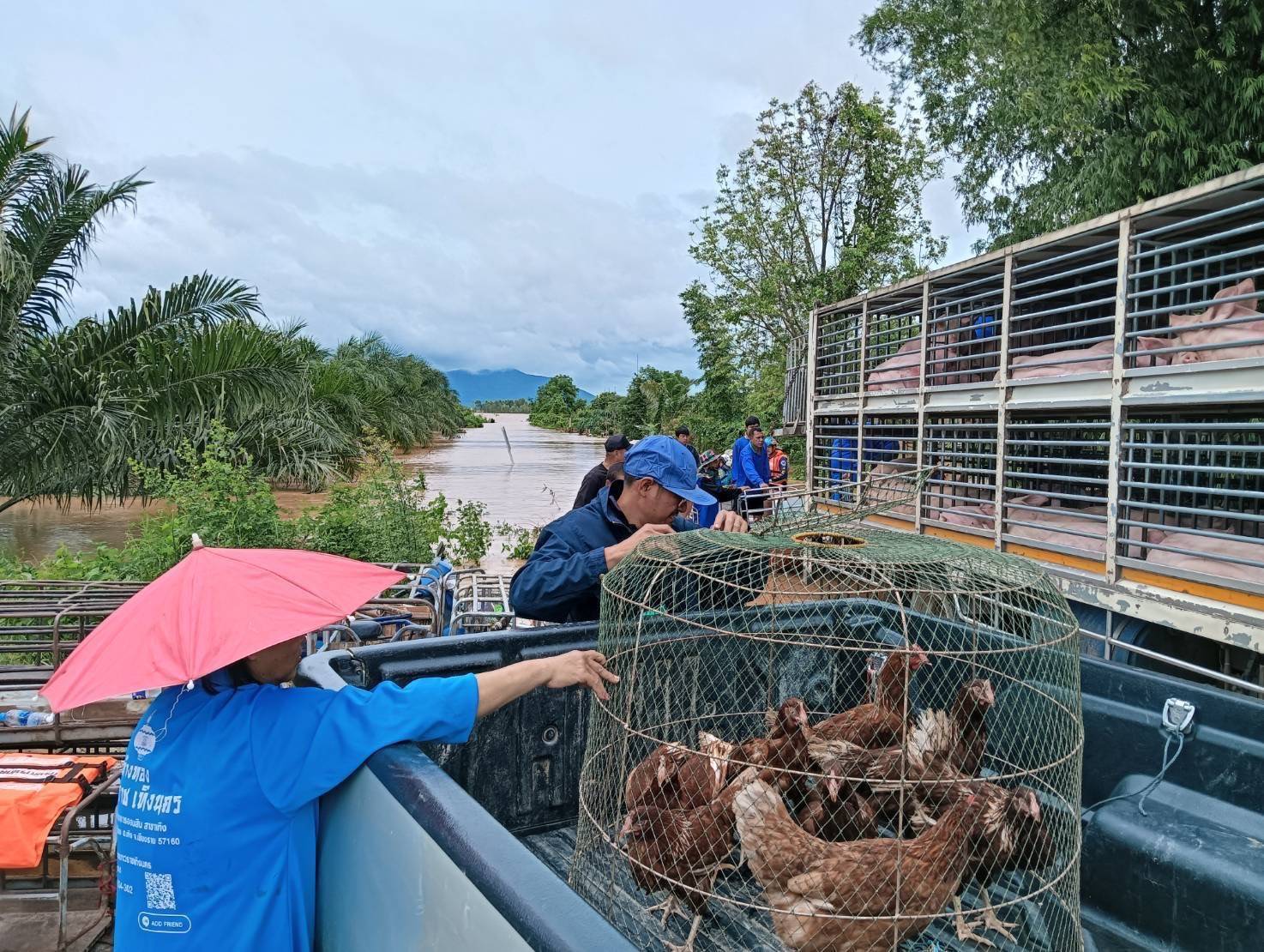 กรมปศุสัตว์เร่งช่วยเกษตรกรเลี้ยงสัตว์ใน 8จังหวัดประสบภัยพายุ “วิภา” มอบอาหารสัตว์พระราชทาน อพยพสัตว์เกือบ 6 หมื่นตัว – เฝ้าระวังโรคระบาดสัตว์เข้มข้น 12 386444