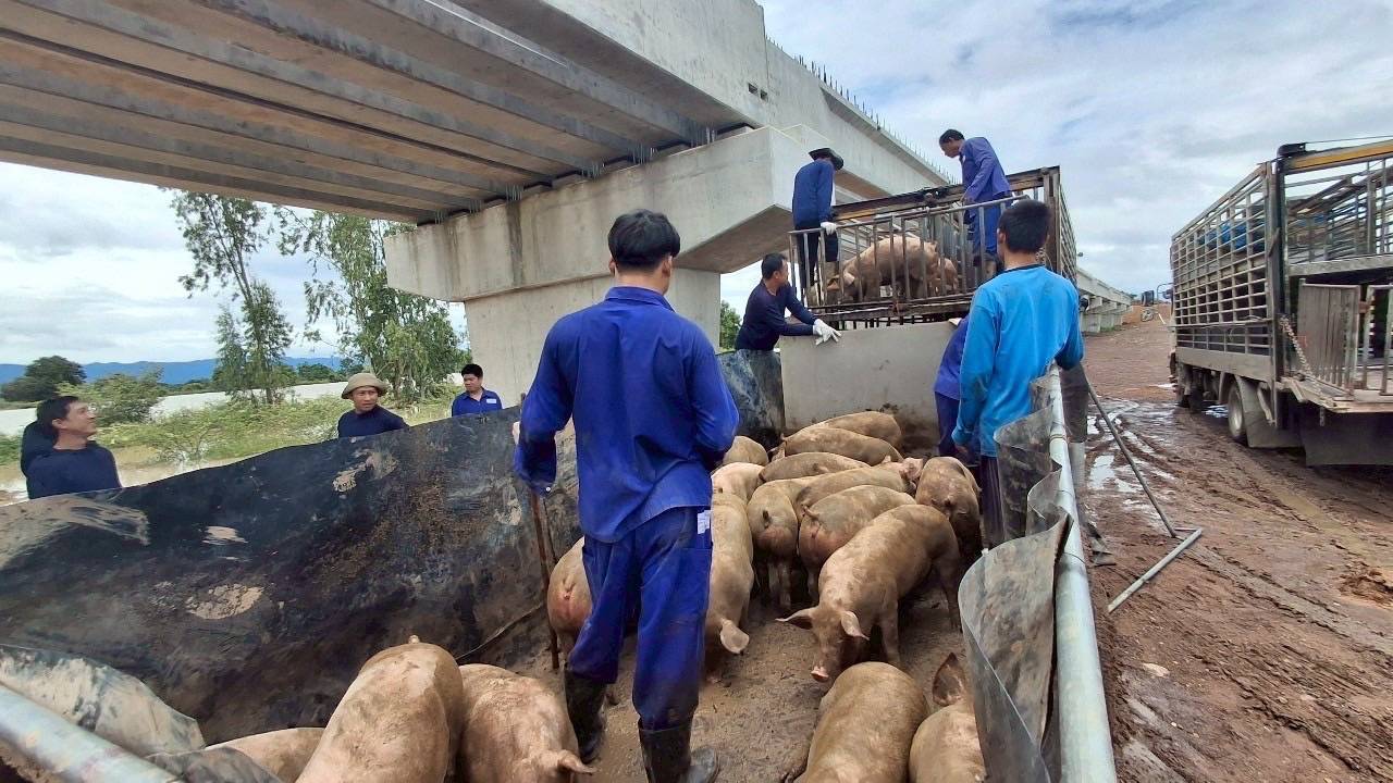 กรมปศุสัตว์เร่งช่วยเกษตรกรเลี้ยงสัตว์ใน 8จังหวัดประสบภัยพายุ “วิภา” มอบอาหารสัตว์พระราชทาน อพยพสัตว์เกือบ 6 หมื่นตัว – เฝ้าระวังโรคระบาดสัตว์เข้มข้น 13 386446