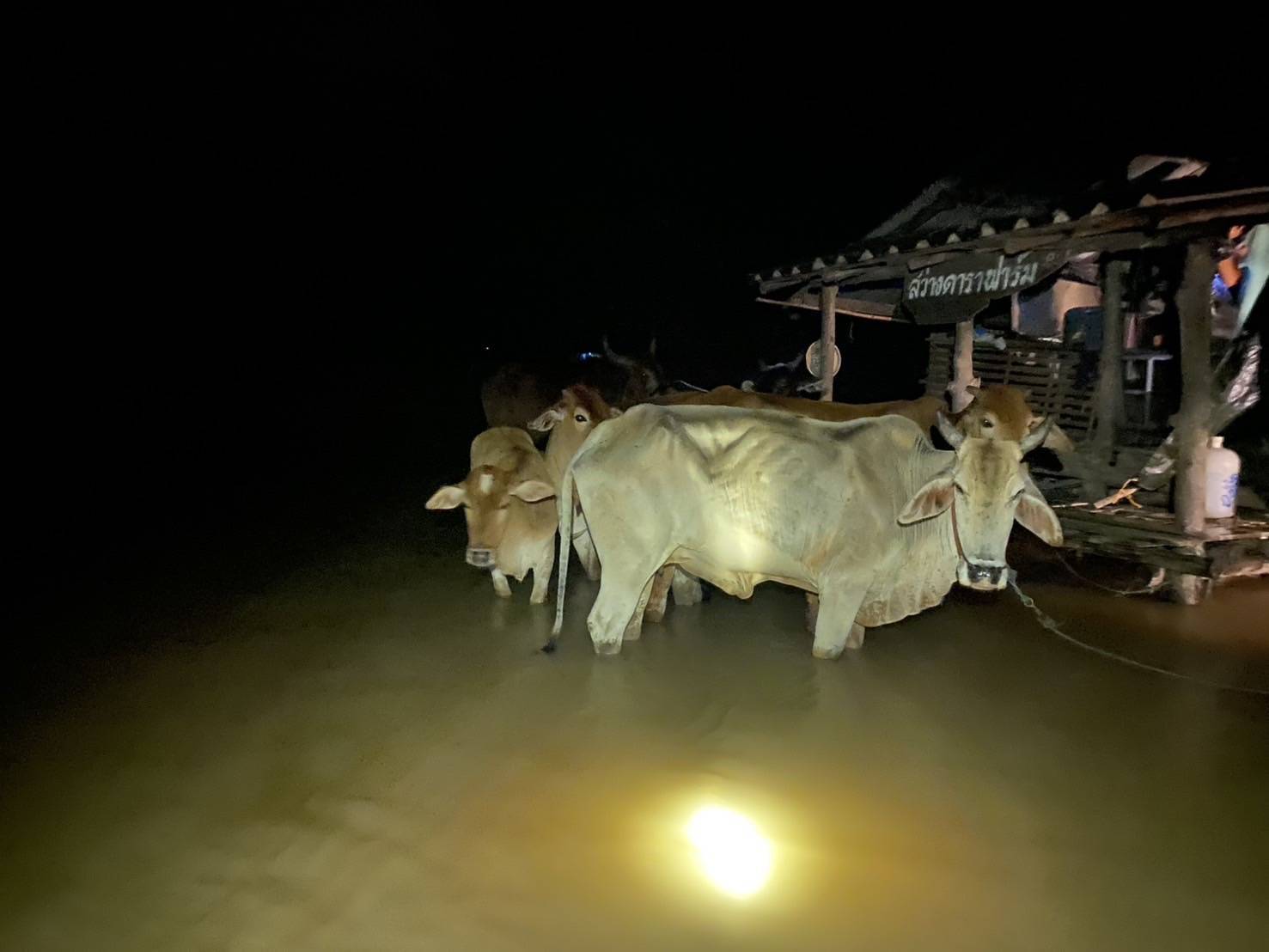 กรมปศุสัตว์เร่งช่วยเกษตรกรเลี้ยงสัตว์ใน 8จังหวัดประสบภัยพายุ “วิภา” มอบอาหารสัตว์พระราชทาน อพยพสัตว์เกือบ 6 หมื่นตัว – เฝ้าระวังโรคระบาดสัตว์เข้มข้น 14 386447