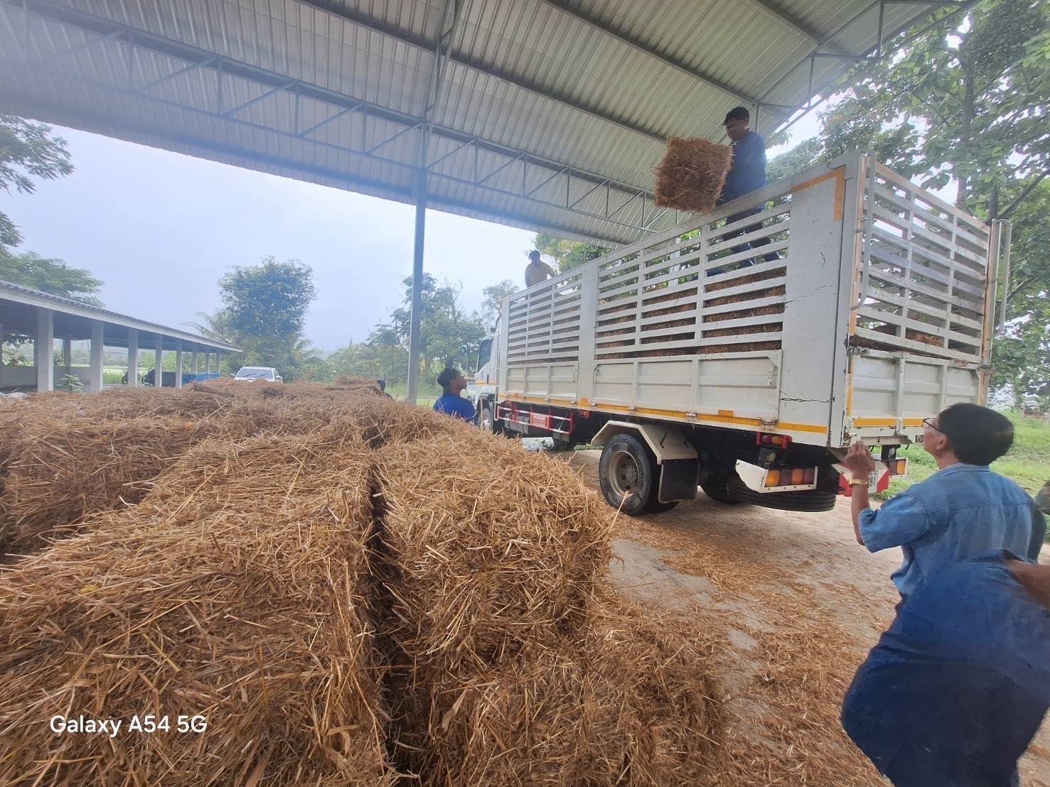 กรมปศุสัตว์เร่งช่วยเกษตรกรเลี้ยงสัตว์ใน 8จังหวัดประสบภัยพายุ “วิภา” มอบอาหารสัตว์พระราชทาน อพยพสัตว์เกือบ 6 หมื่นตัว – เฝ้าระวังโรคระบาดสัตว์เข้มข้น 15 386449