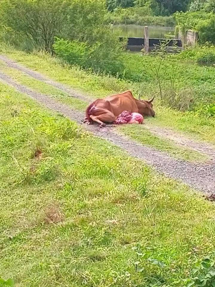 กรมปศุสัตว์เร่งช่วยเกษตรกรชายแดนไทย-กัมพูชาที่ได้รับผลกระทบจากเหตุปะทะ 4 387011