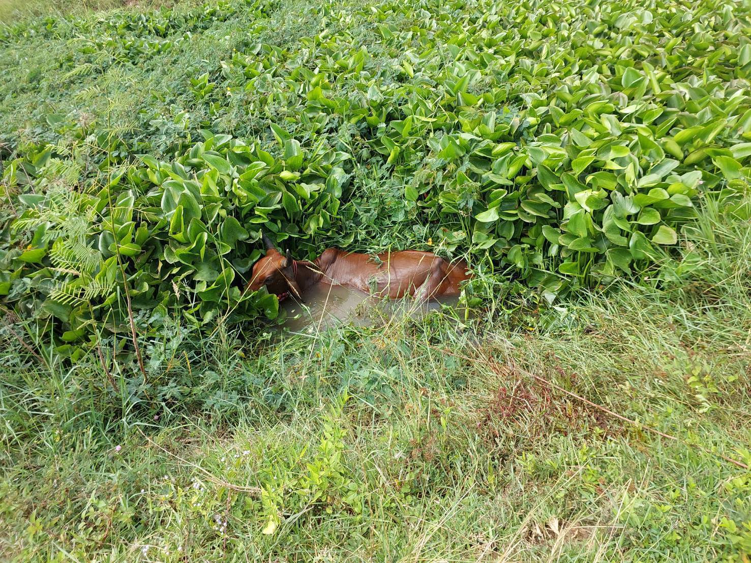 กรมปศุสัตว์เร่งช่วยเกษตรกรชายแดนไทย-กัมพูชาที่ได้รับผลกระทบจากเหตุปะทะ 5 387012