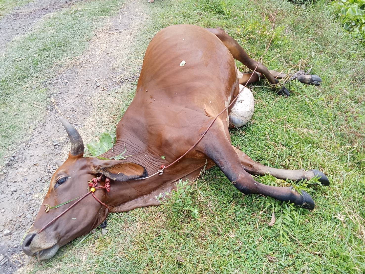 กรมปศุสัตว์เร่งช่วยเกษตรกรชายแดนไทย-กัมพูชาที่ได้รับผลกระทบจากเหตุปะทะ 6 387013
