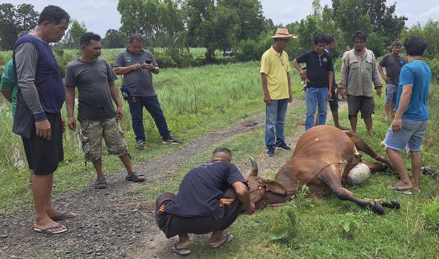 กรมปศุสัตว์เร่งช่วยเกษตรกรชายแดนไทย-กัมพูชาที่ได้รับผลกระทบจากเหตุปะทะ 7 387014