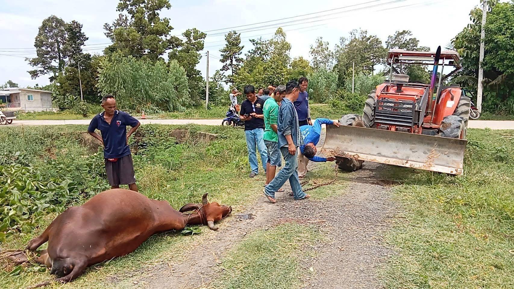 กรมปศุสัตว์เร่งช่วยเกษตรกรชายแดนไทย-กัมพูชาที่ได้รับผลกระทบจากเหตุปะทะ 8 387015