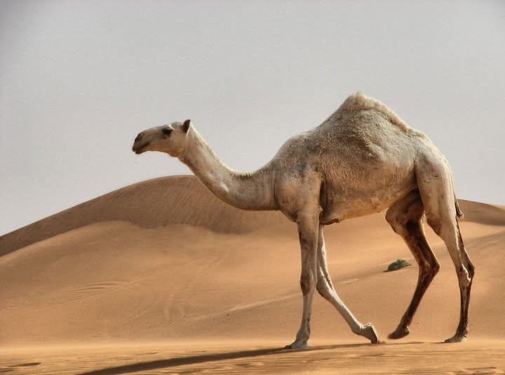 43547682 2175425349362996 123613191753170944 n