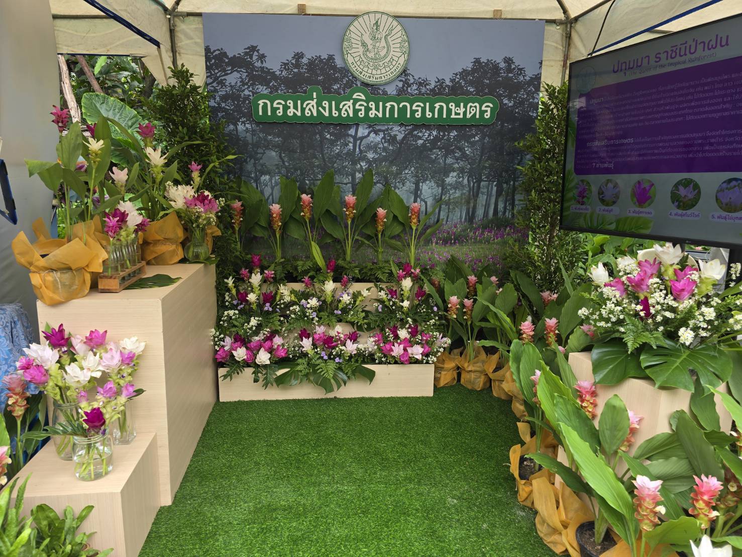 เที่ยวชมงาน“สีสรรพรรณไม้ เทิดไท้บรมราชินีนาถ”ครั้งที่ 17ระหว่าง 8-13 ส.ค.68 ภายใต้แนวคิด“พฤกษาเฉลิมราชย์ 93 พรรษา สืบสาน รักษา ต่อยอด พระราชปณิธาน เทิดไท้พระบรมราชชนนีพันปีหลวง 436150