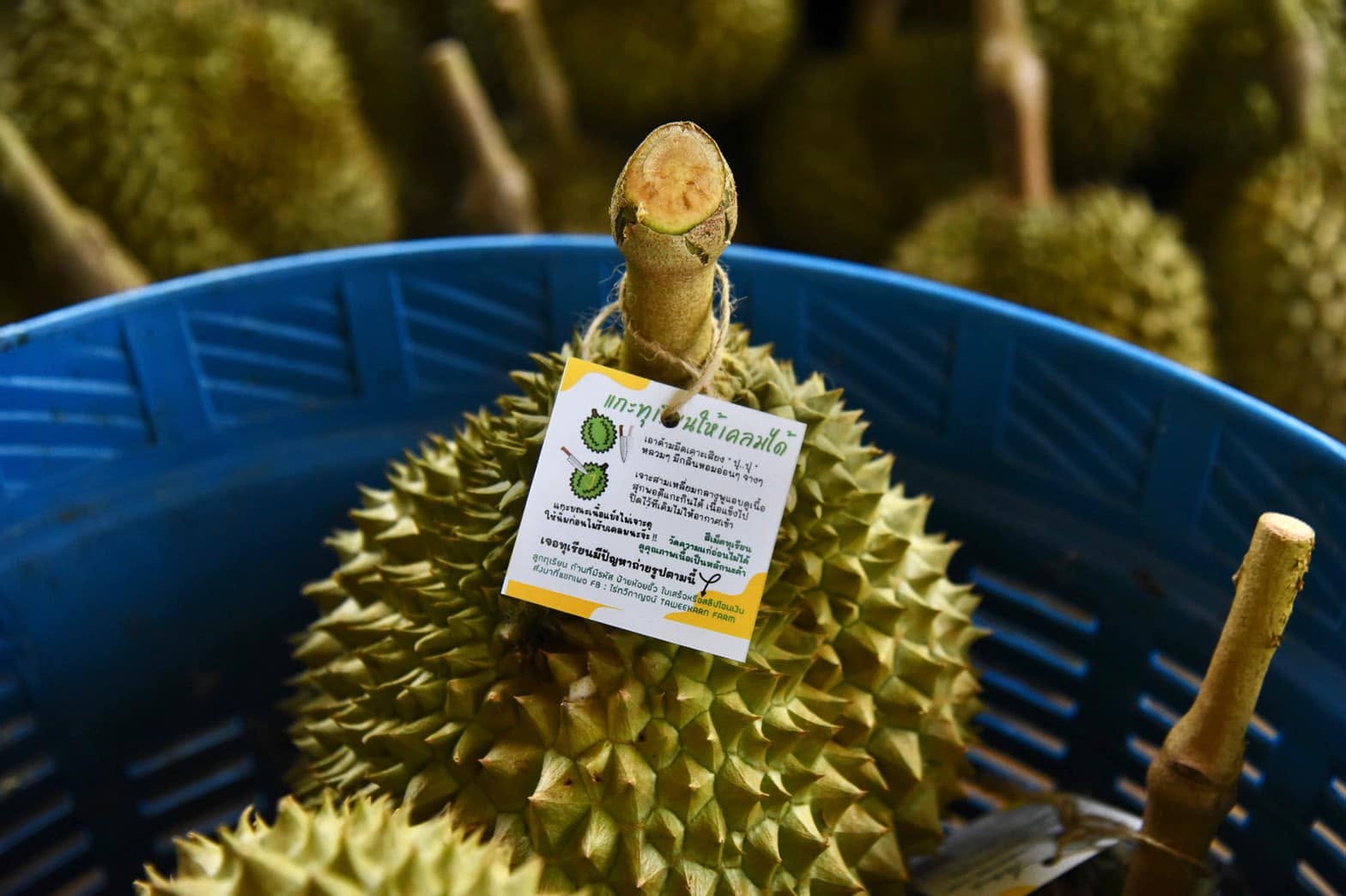 มกอช. บังคับใช้มาตรฐานใหม่ “ล้งทุเรียน” ต้องมีใบอนุญาต เริ่ม 10 ก.ค.นี้ 3 472571258 1151653666313427 2303380047949382222 n