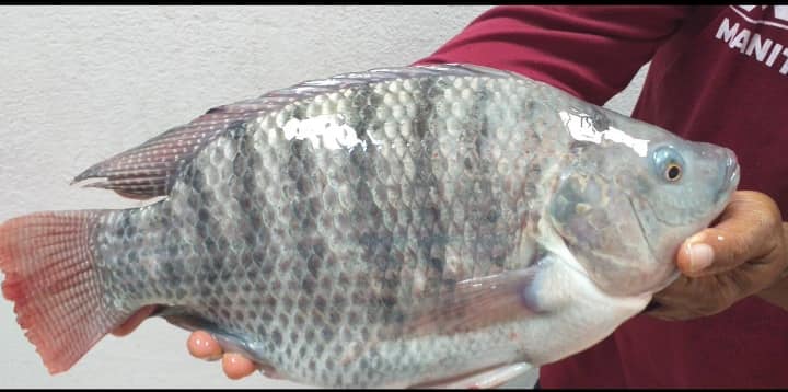 473416435 966875572211175 3563173975922620908 n