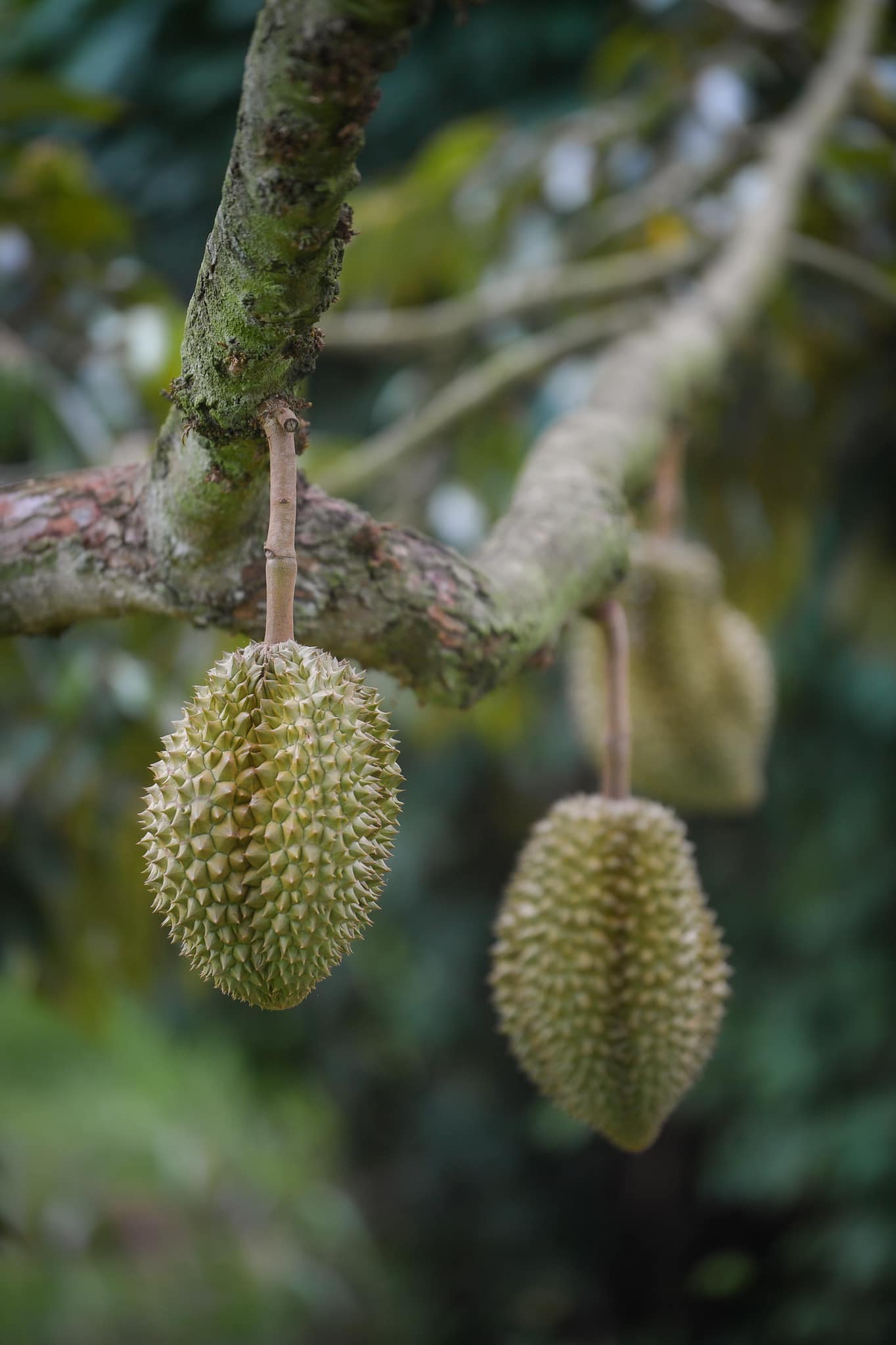 มกอช. บังคับใช้มาตรฐานใหม่ “ล้งทุเรียน” ต้องมีใบอนุญาต เริ่ม 10 ก.ค.นี้ 4 474942767 1165158248296302 1342219314240861198 n