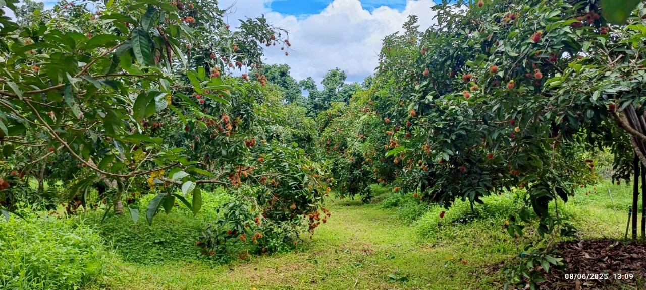 สศท.6 ชวนเช็คอิน ‘สวนผลอำไพ’ จ.ตราด แหล่งเรียนรู้เกษตรอินทรีย์ สร้างมูลค่าเพิ่มเชื่อมโยงการท่องเที่ยวอย่างยั่งยืน 7 482012