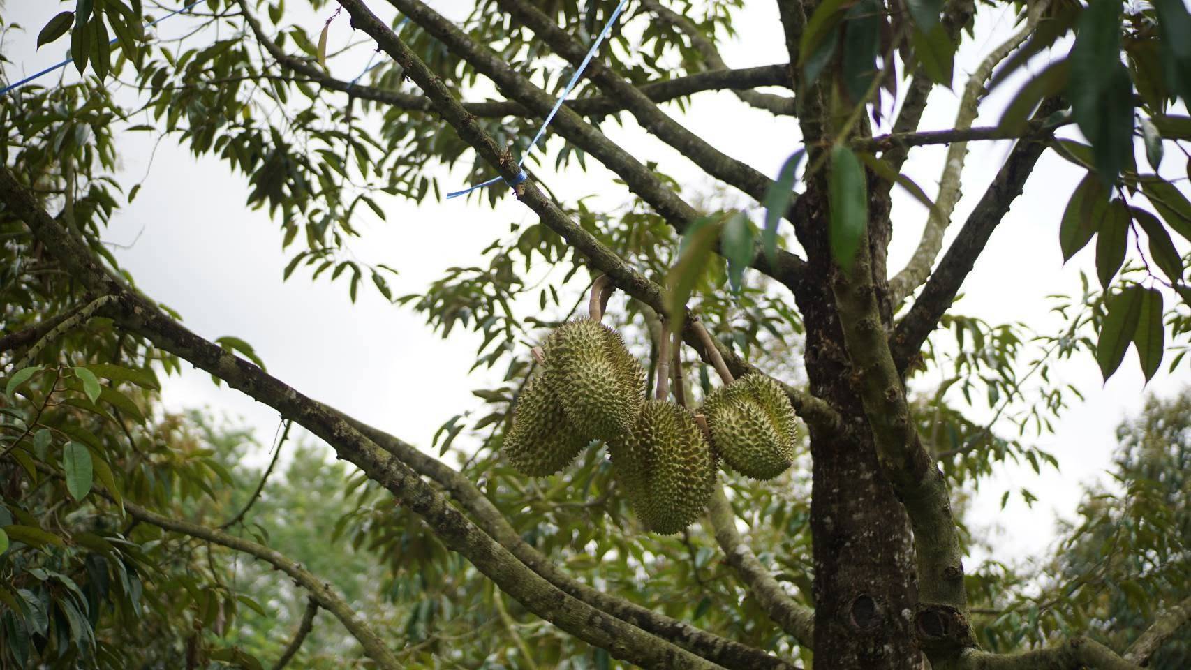 สศท.6 ชวนเช็คอิน ‘สวนผลอำไพ’ จ.ตราด แหล่งเรียนรู้เกษตรอินทรีย์ สร้างมูลค่าเพิ่มเชื่อมโยงการท่องเที่ยวอย่างยั่งยืน 6 482473 0