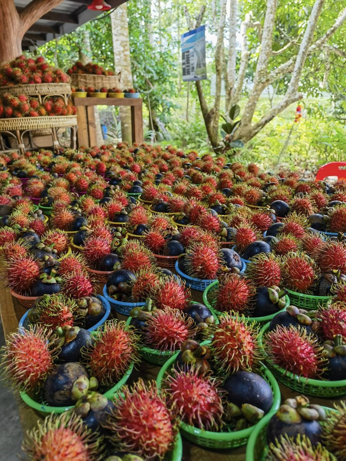 สศท.6 ชวนเช็คอิน ‘สวนผลอำไพ’ จ.ตราด แหล่งเรียนรู้เกษตรอินทรีย์ สร้างมูลค่าเพิ่มเชื่อมโยงการท่องเที่ยวอย่างยั่งยืน 4 482474 0