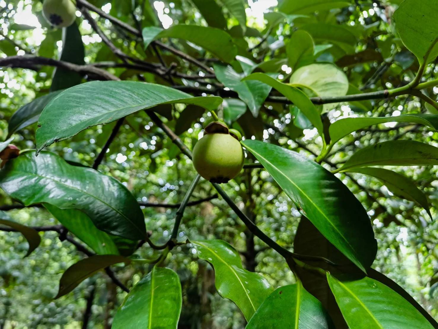 สศท.6 ชวนเช็คอิน ‘สวนผลอำไพ’ จ.ตราด แหล่งเรียนรู้เกษตรอินทรีย์ สร้างมูลค่าเพิ่มเชื่อมโยงการท่องเที่ยวอย่างยั่งยืน 10 482475 0