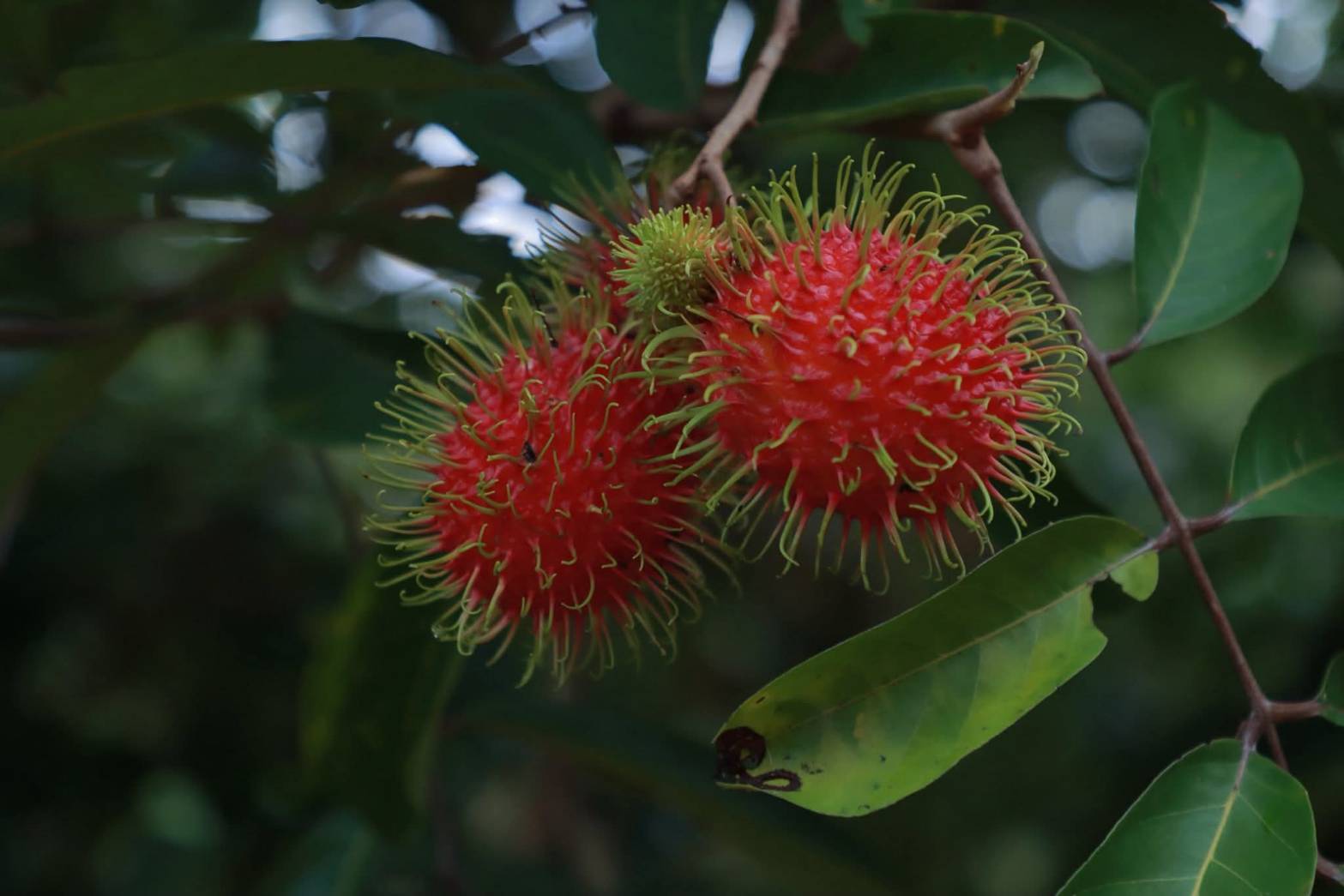 สศท.6 ชวนเช็คอิน ‘สวนผลอำไพ’ จ.ตราด แหล่งเรียนรู้เกษตรอินทรีย์ สร้างมูลค่าเพิ่มเชื่อมโยงการท่องเที่ยวอย่างยั่งยืน 8 482477 0