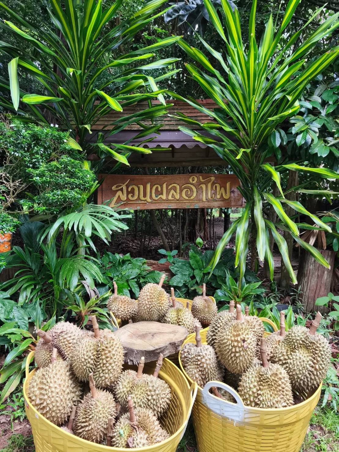 สศท.6 ชวนเช็คอิน ‘สวนผลอำไพ’ จ.ตราด แหล่งเรียนรู้เกษตรอินทรีย์ สร้างมูลค่าเพิ่มเชื่อมโยงการท่องเที่ยวอย่างยั่งยืน 11 482478