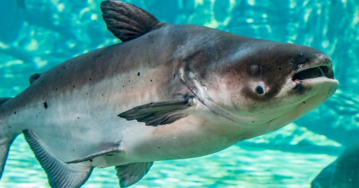 486800229 1199535895291722 3445289608768175860 n