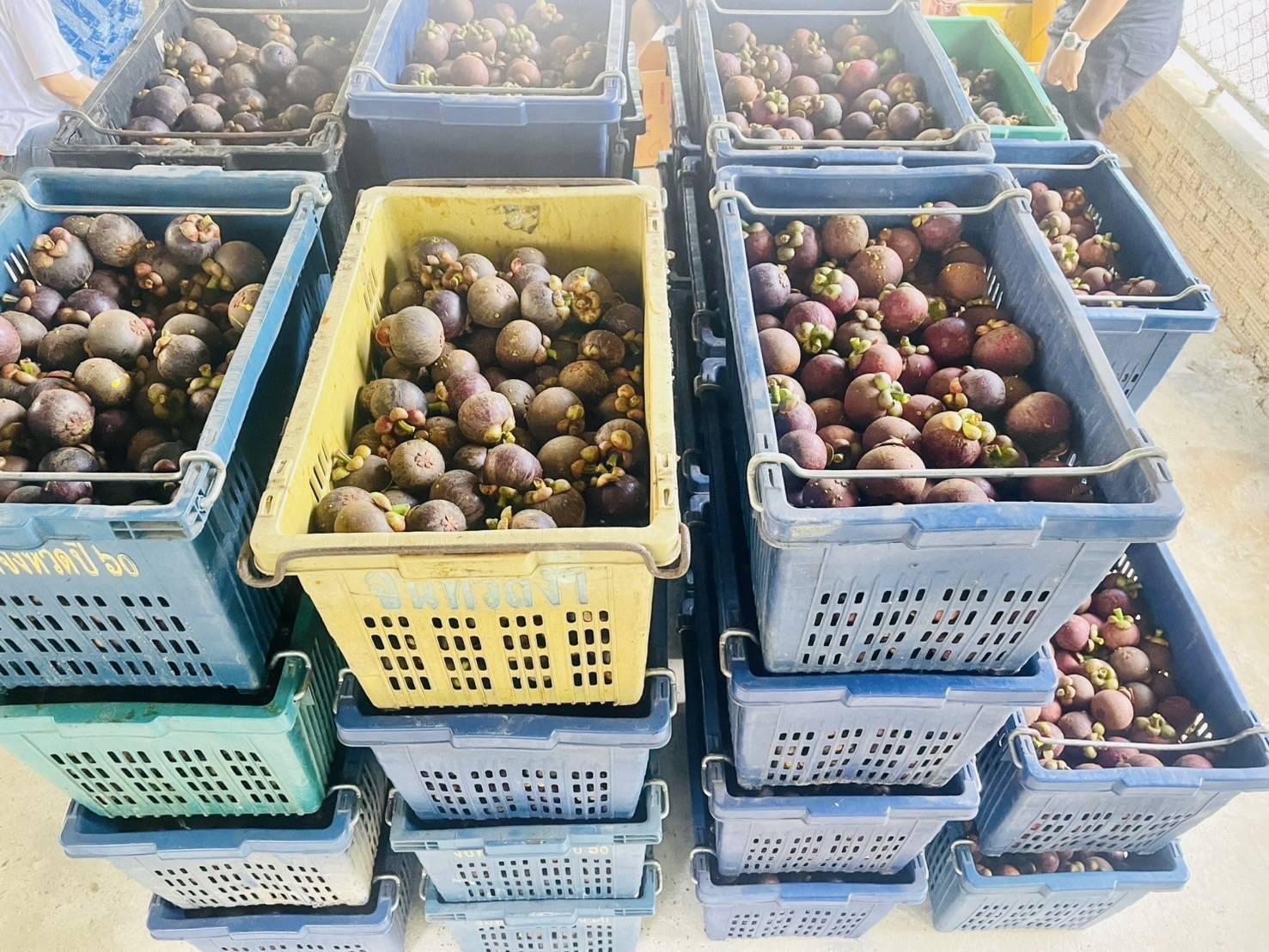 อ.ต.ก. แก้ไขปัญหามังคุดราคาตก เร่งระบายผลผลิต จัดกิจกรรมจำหน่ายมังคุดช่วยเหลือเกษตรกรภาคใต้ 11-22 ก.ค. นี้ ณ ตลาด อ.ต.ก. จตุจักร 3 495875