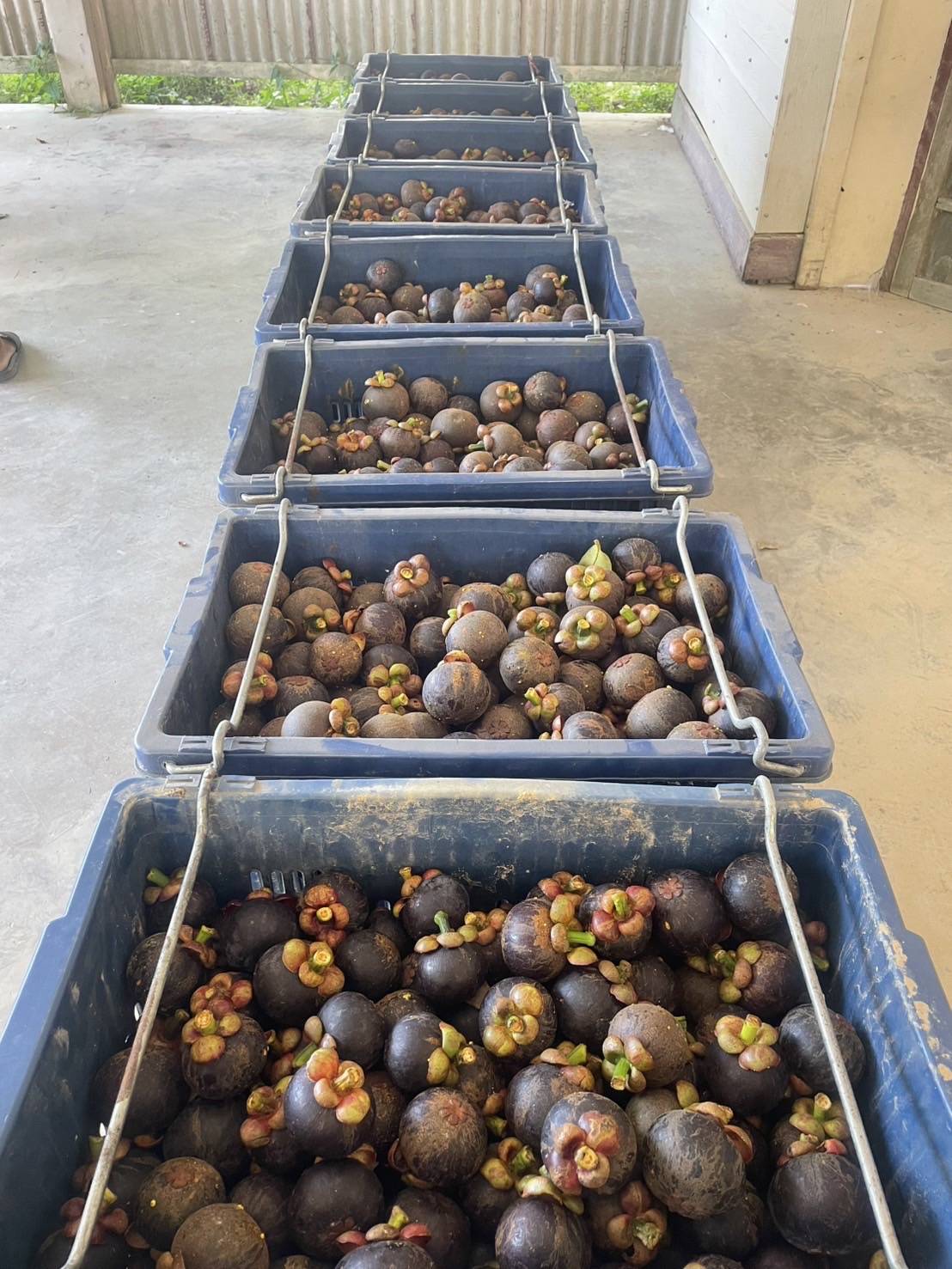 อ.ต.ก. แก้ไขปัญหามังคุดราคาตก เร่งระบายผลผลิต จัดกิจกรรมจำหน่ายมังคุดช่วยเหลือเกษตรกรภาคใต้ 11-22 ก.ค. นี้ ณ ตลาด อ.ต.ก. จตุจักร 5 495877