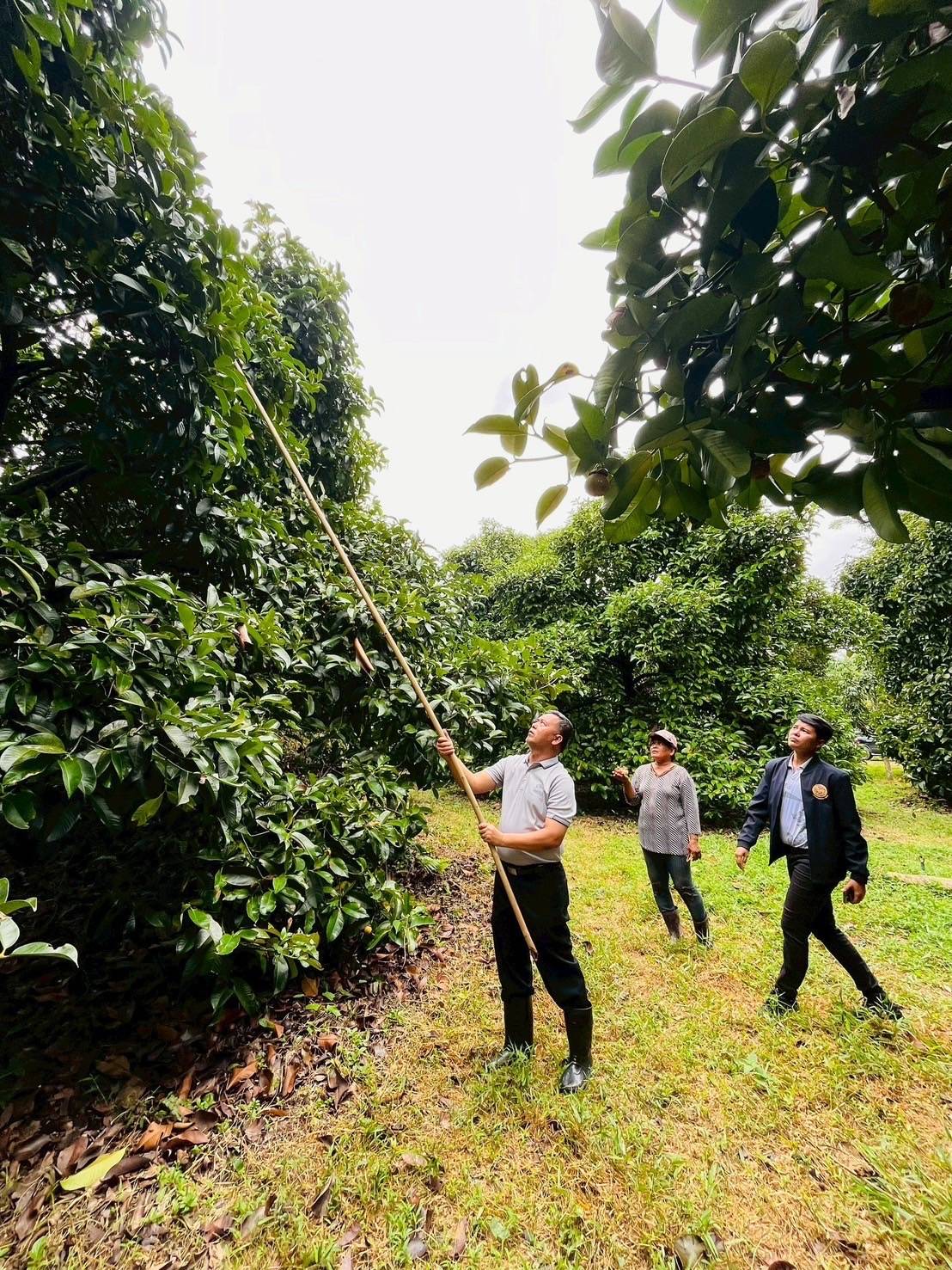 อ.ต.ก. แก้ไขปัญหามังคุดราคาตก เร่งระบายผลผลิต จัดกิจกรรมจำหน่ายมังคุดช่วยเหลือเกษตรกรภาคใต้ 11-22 ก.ค. นี้ ณ ตลาด อ.ต.ก. จตุจักร 7 495880