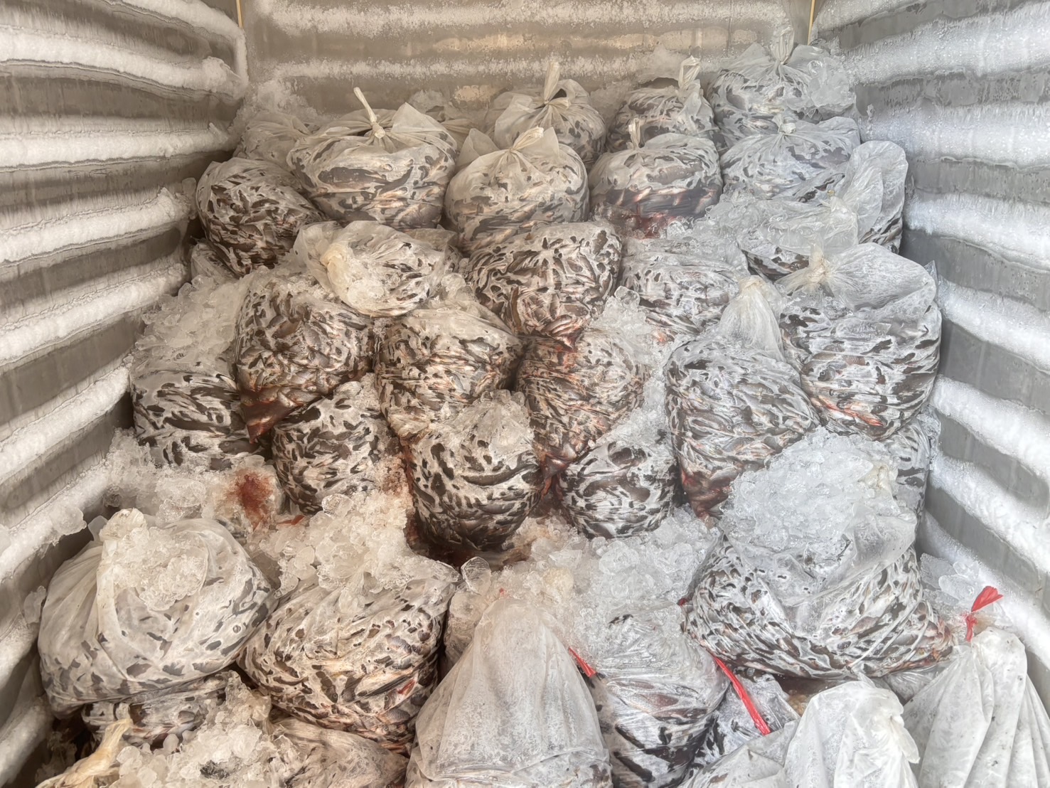 ยอดรับซื้อปลาหมอคางดำทะลุ 2.8 ล้านกิโลกรัม โฆษกกรมประมงเผย เตรียมขยายโควตารับซื้อเพิ่ม 600,000 กก. ในพื้นที่ 6 จังหวัดสำหรับพื้นที่อื่น ๆ ปริมาณปลาเข้าสู่แพรวบรวมเริ่มทรงตัว 5 497817