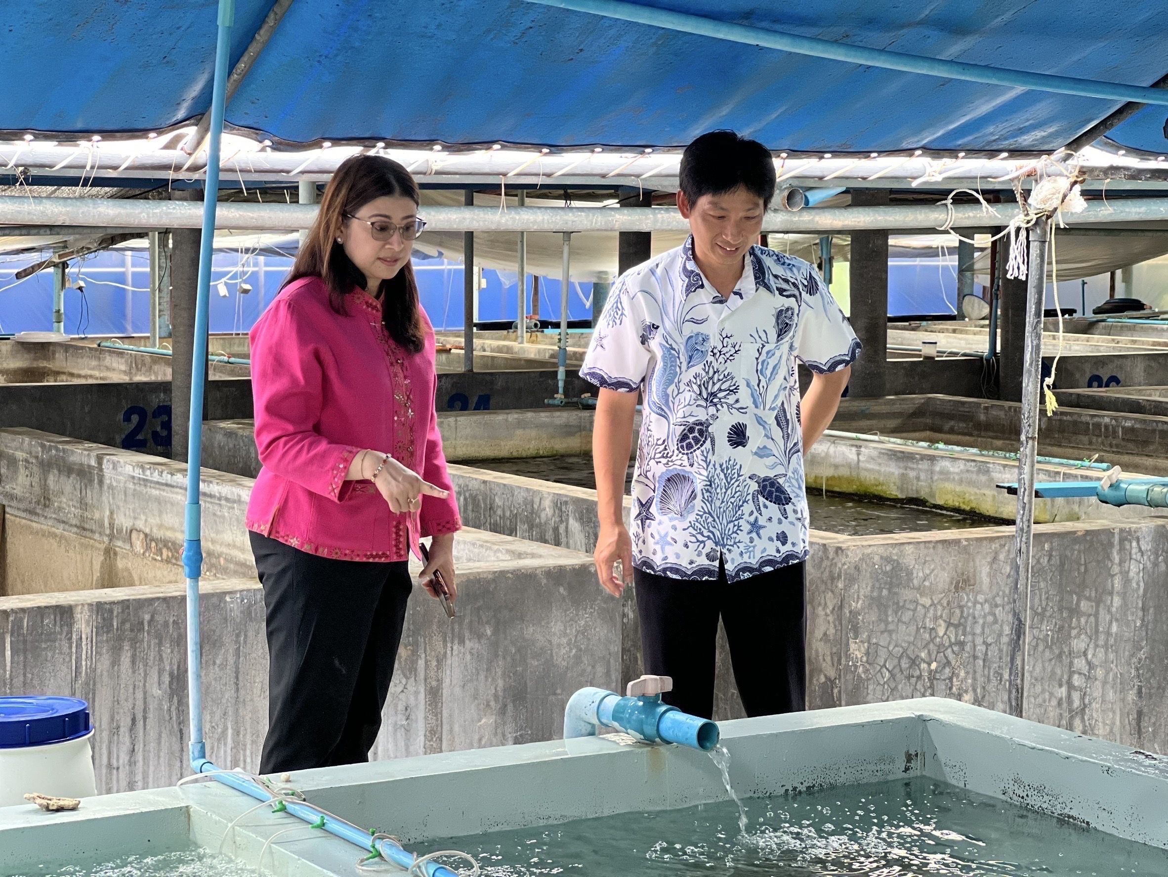 กรมประมง เปิดคอร์สอบรม “เทคนิคเพาะเลี้ยงม้าน้ำในโรงเพาะฟัก” จังหวัดพังงา ปูเส้นทางสู่ตลาดสัตว์น้ำเศรษฐกิจมูลค่าสูง ควบคู่การฟื้นฟูระบบนิเวศทะเลไทยอย่างยั่งยืนภายใต้ฐานงานวิจัยและกฎหมายรองรับการเพาะพันธุ์อย่างถูกต้อง 11 499156