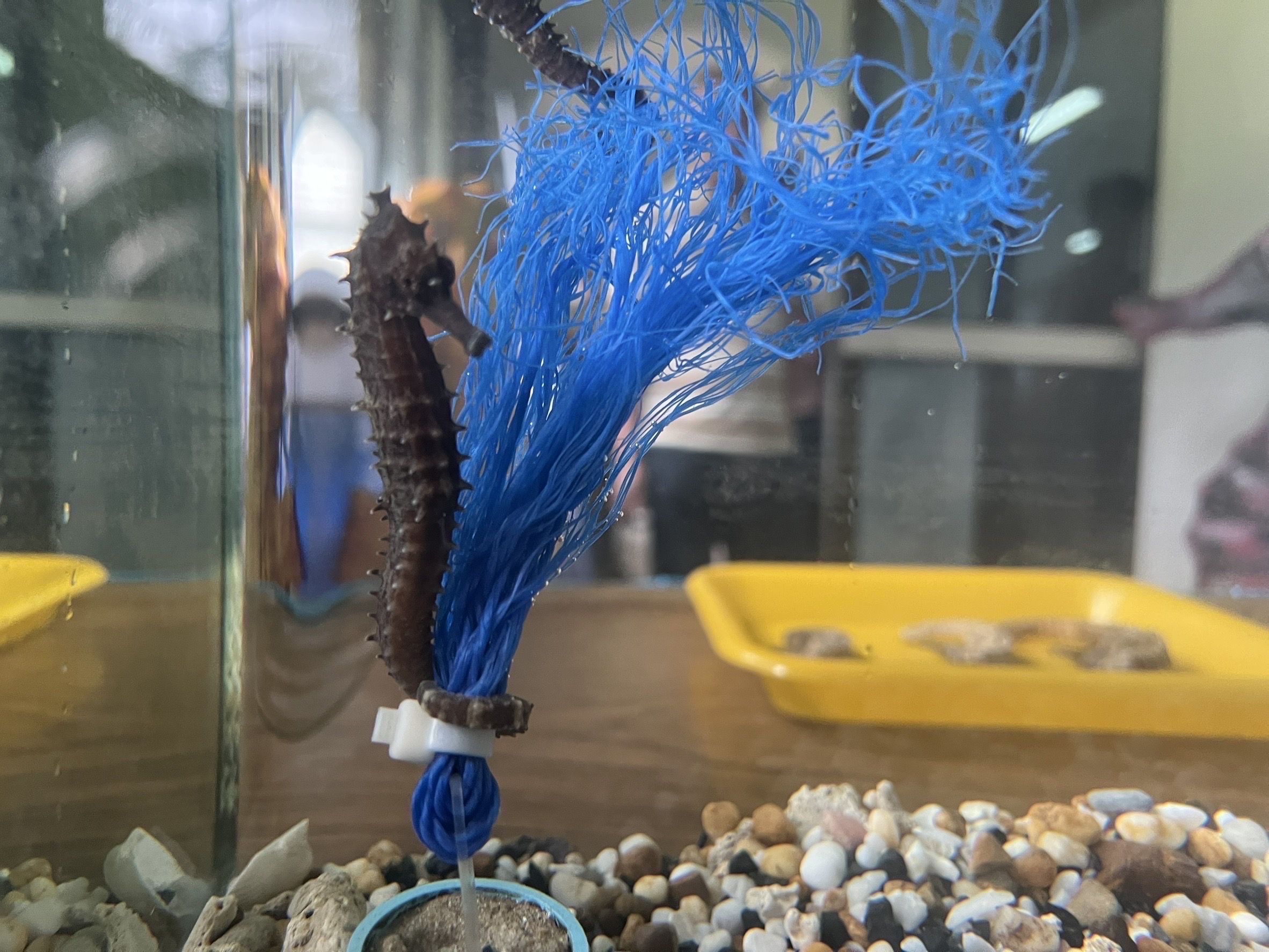 กรมประมง เปิดคอร์สอบรม “เทคนิคเพาะเลี้ยงม้าน้ำในโรงเพาะฟัก” จังหวัดพังงา ปูเส้นทางสู่ตลาดสัตว์น้ำเศรษฐกิจมูลค่าสูง ควบคู่การฟื้นฟูระบบนิเวศทะเลไทยอย่างยั่งยืนภายใต้ฐานงานวิจัยและกฎหมายรองรับการเพาะพันธุ์อย่างถูกต้อง 12 499227