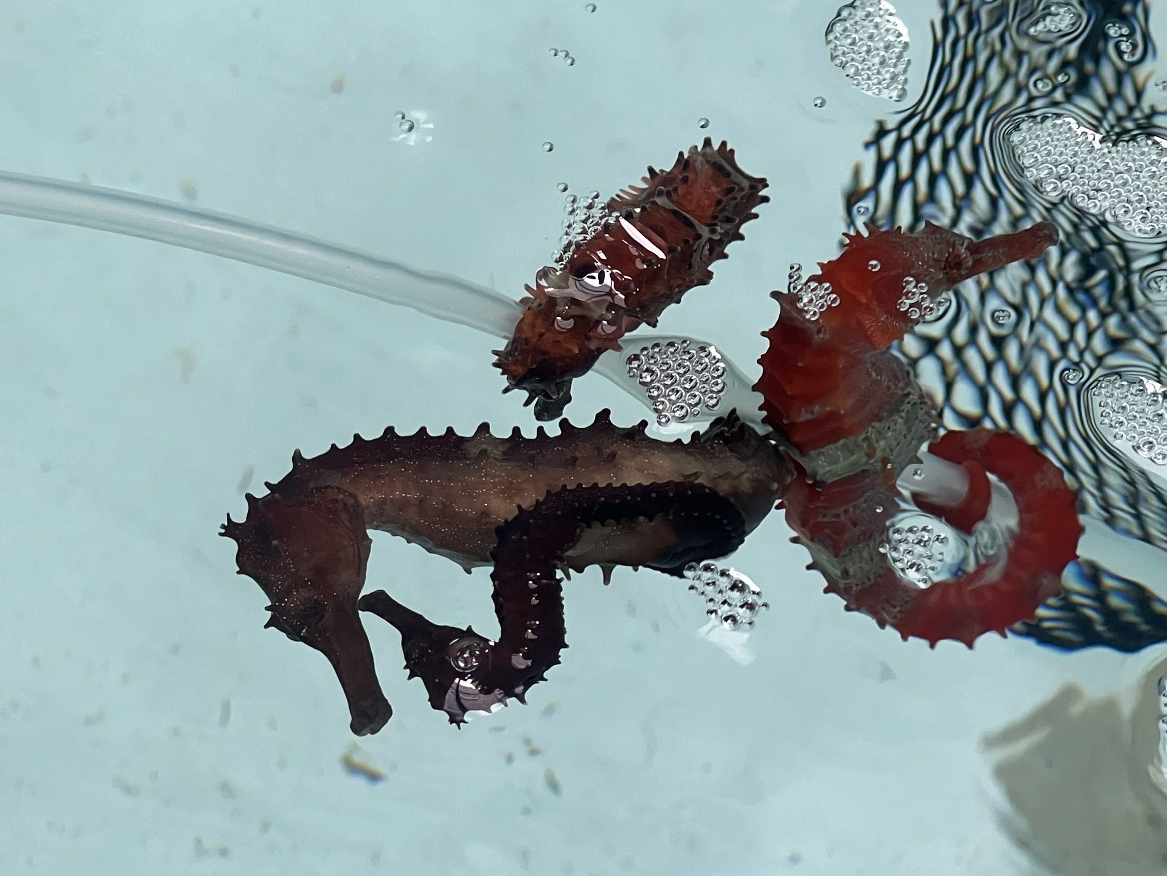 กรมประมง เปิดคอร์สอบรม “เทคนิคเพาะเลี้ยงม้าน้ำในโรงเพาะฟัก” จังหวัดพังงา ปูเส้นทางสู่ตลาดสัตว์น้ำเศรษฐกิจมูลค่าสูง ควบคู่การฟื้นฟูระบบนิเวศทะเลไทยอย่างยั่งยืนภายใต้ฐานงานวิจัยและกฎหมายรองรับการเพาะพันธุ์อย่างถูกต้อง 13 499228