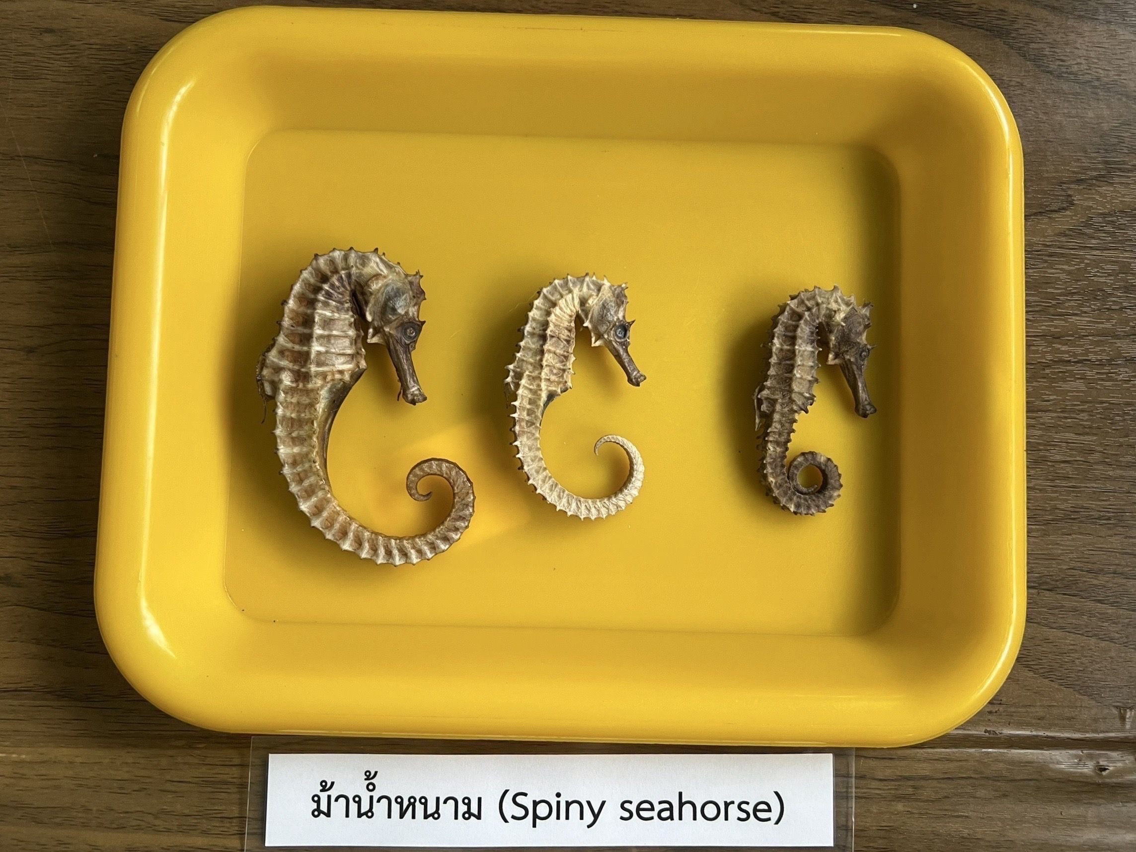 กรมประมง เปิดคอร์สอบรม “เทคนิคเพาะเลี้ยงม้าน้ำในโรงเพาะฟัก” จังหวัดพังงา ปูเส้นทางสู่ตลาดสัตว์น้ำเศรษฐกิจมูลค่าสูง ควบคู่การฟื้นฟูระบบนิเวศทะเลไทยอย่างยั่งยืนภายใต้ฐานงานวิจัยและกฎหมายรองรับการเพาะพันธุ์อย่างถูกต้อง 14 499229