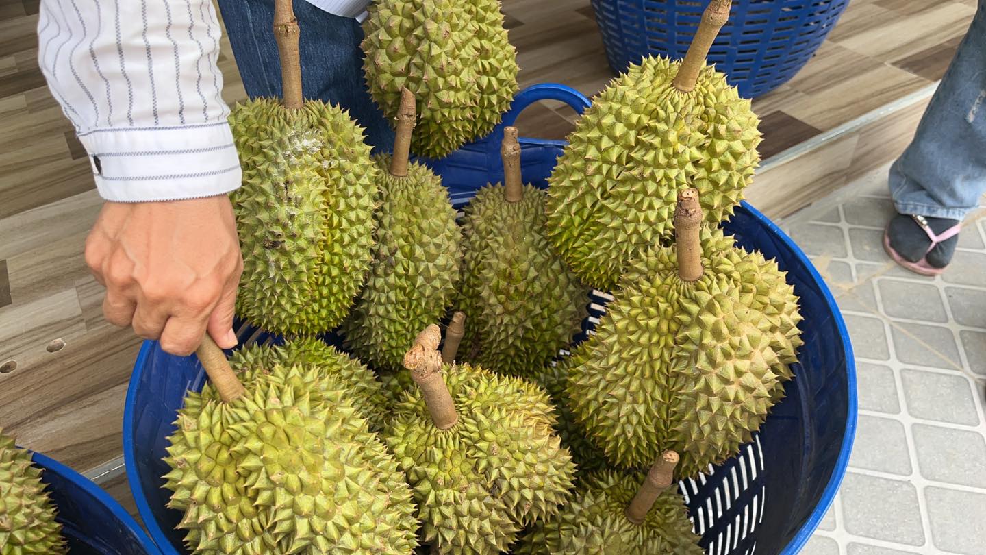 สศท.2 เกาะติดสถานการณ์ผลิตทุเรียนภาคเหนือตอนล่าง ปี 68 รวม 6 จังหวัด แตะ 55,000 ตัน เพิ่มขึ้น 12.47% 6 506178520 1031449922510553 8958844000629882520 n