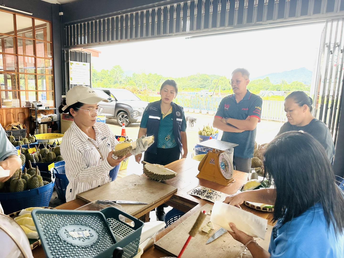 สศท.2 เกาะติดสถานการณ์ผลิตทุเรียนภาคเหนือตอนล่าง ปี 68 รวม 6 จังหวัด แตะ 55,000 ตัน เพิ่มขึ้น 12.47% 4 506312643 1031449889177223 211372028772703491 n