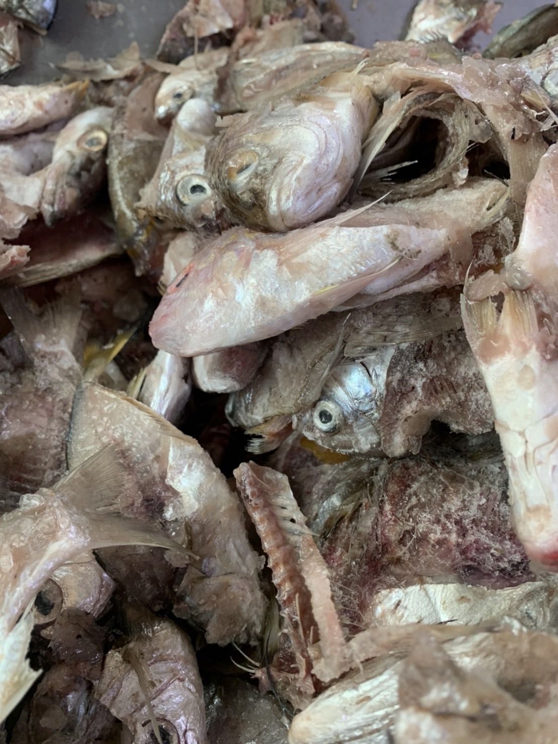 กรมประมง เปลี่ยนเศษปลาไม่ให้ไร้ค่า พัฒนาเป็น “โปรตีนไฮโดรไลเสต” แบบเข้มข้นช่วยลดต้นทุนอาหาร เสริมสร้างการเจริญเติบโตของสัตว์น้ำตอบโจทย์ผลงานวิจัยที่ต่อยอดสู่การใช้ประโยชน์ได้จริง 6 506378