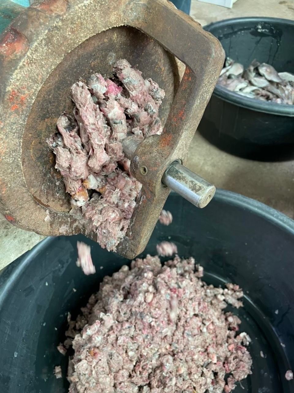 กรมประมง เปลี่ยนเศษปลาไม่ให้ไร้ค่า พัฒนาเป็น “โปรตีนไฮโดรไลเสต” แบบเข้มข้นช่วยลดต้นทุนอาหาร เสริมสร้างการเจริญเติบโตของสัตว์น้ำตอบโจทย์ผลงานวิจัยที่ต่อยอดสู่การใช้ประโยชน์ได้จริง 8 506379