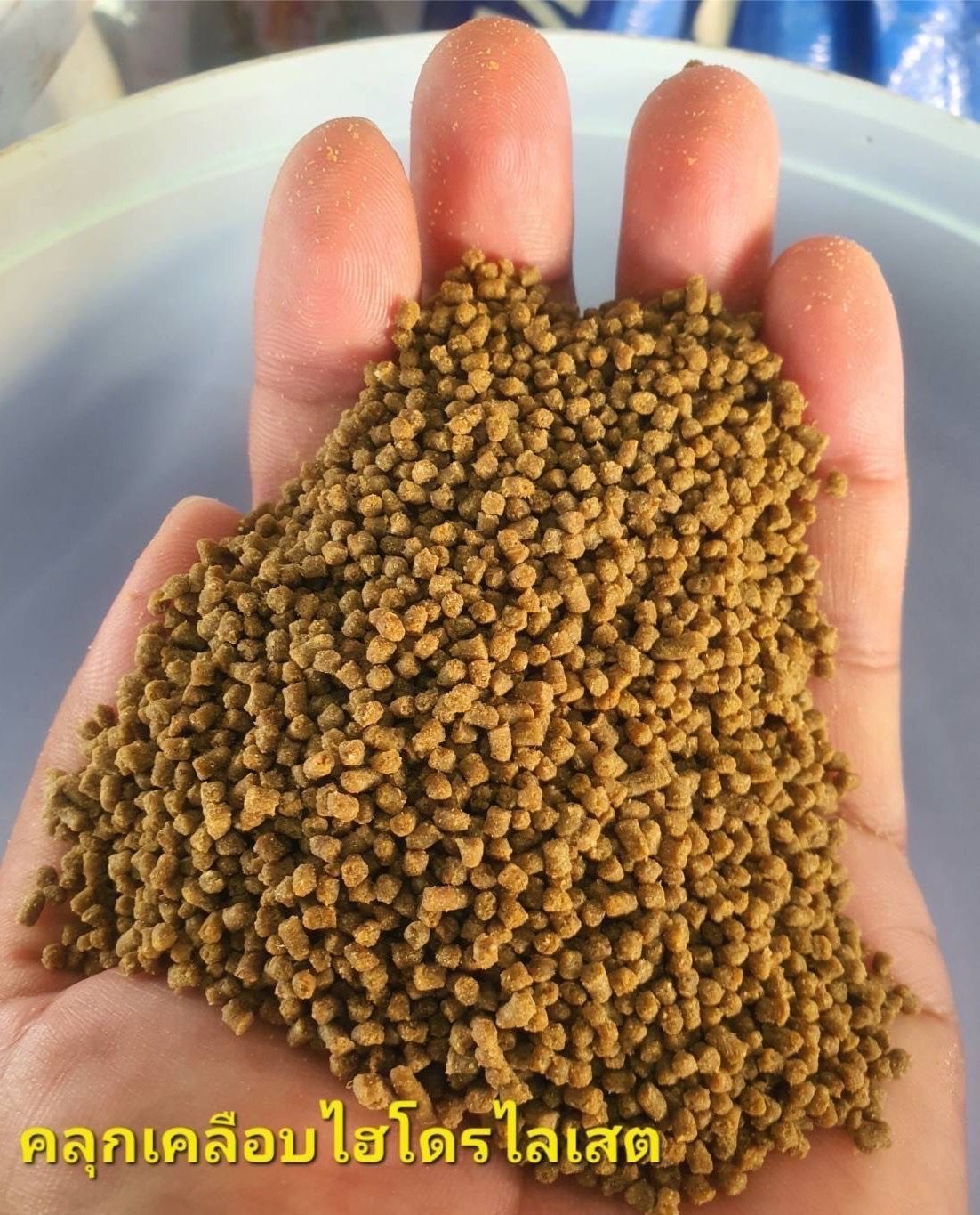 กรมประมง เปลี่ยนเศษปลาไม่ให้ไร้ค่า พัฒนาเป็น “โปรตีนไฮโดรไลเสต” แบบเข้มข้นช่วยลดต้นทุนอาหาร เสริมสร้างการเจริญเติบโตของสัตว์น้ำตอบโจทย์ผลงานวิจัยที่ต่อยอดสู่การใช้ประโยชน์ได้จริง 15 506397