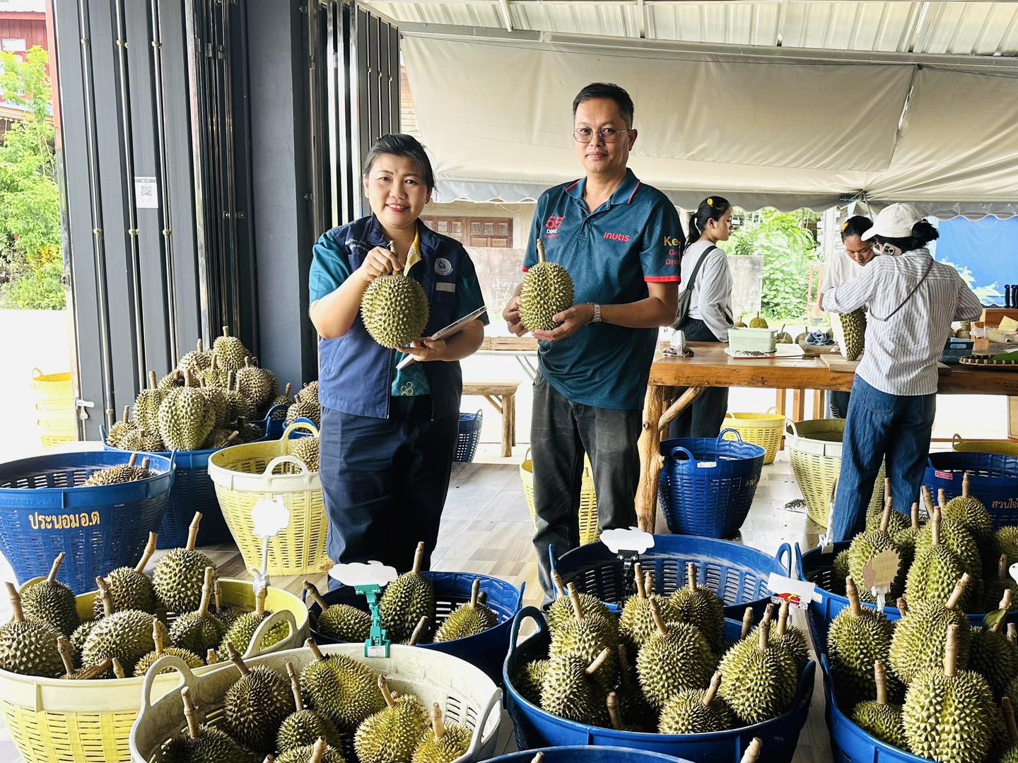 สศท.2 เกาะติดสถานการณ์ผลิตทุเรียนภาคเหนือตอนล่าง ปี 68 รวม 6 จังหวัด แตะ 55,000 ตัน เพิ่มขึ้น 12.47% 3 506627689 1031450012510544 552223119683259072 n