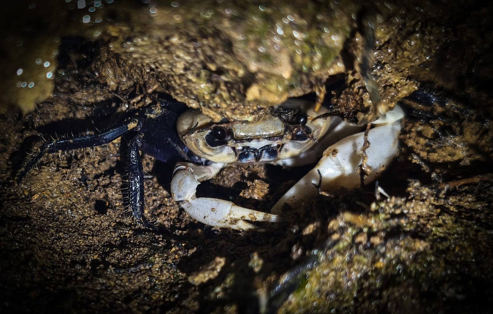 ฮือฮา พบ 'ปูเจ้าฟ้า' สีขาวม่วง บนพะเนินทุ่ง ภายในอุทยานแห่งชาติแก่งกระจาน 6 51