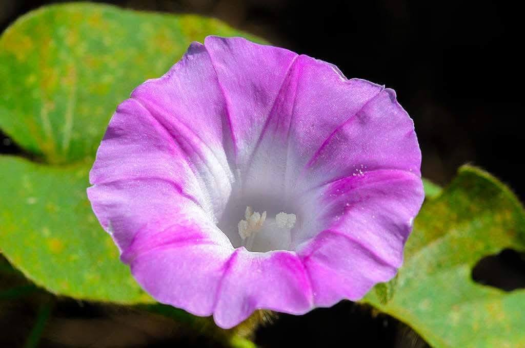 514360037 1111262144520151 7778640838638113417 n