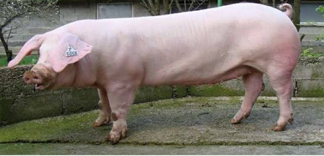 พันธุ์หมูที่นิยมเลี้ยง หลายตัวเลือกตอบโจทย์ผู้เลี้ยง 3 514488070 30437547512525585 6868951414464746799 n