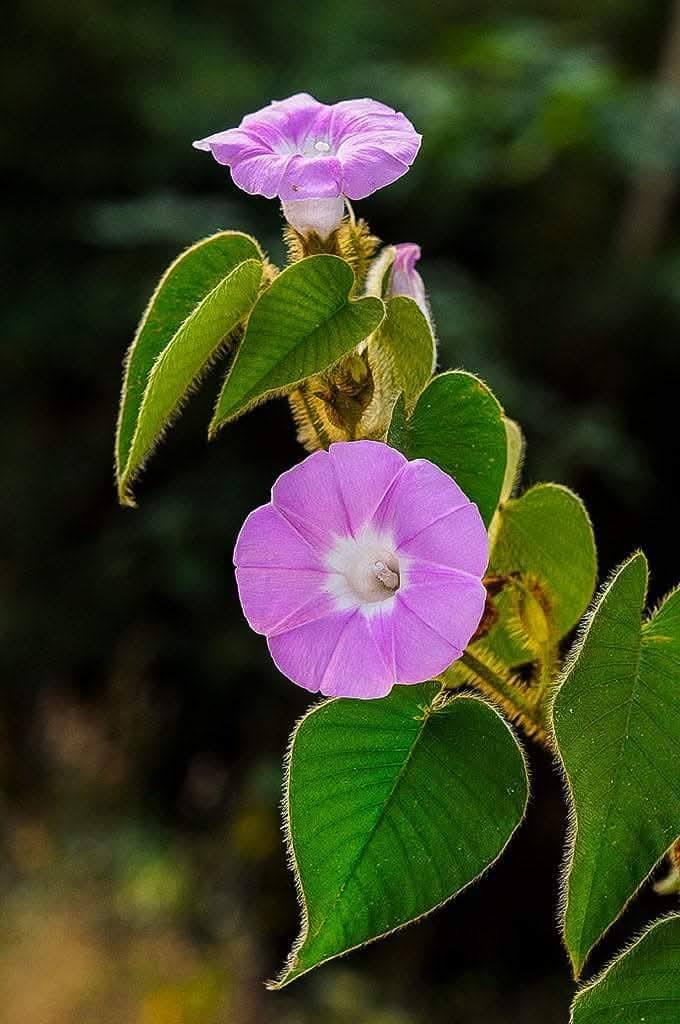 514763459 1111262107853488 5404246092742853603 n