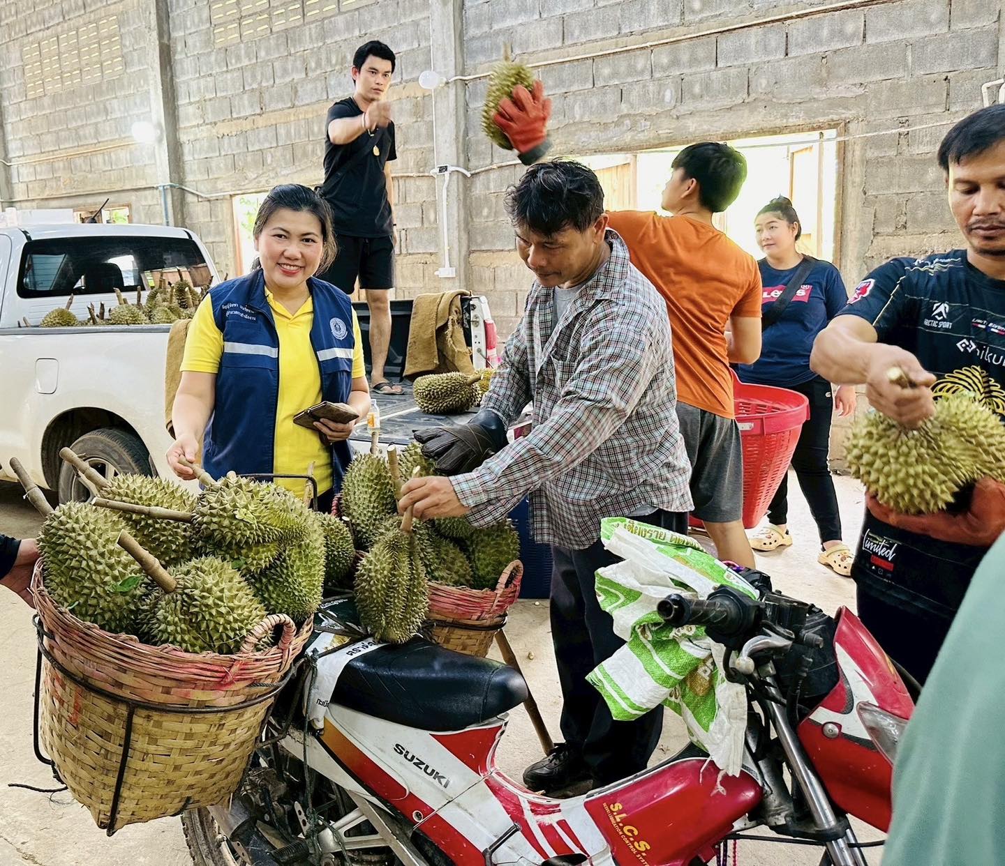 สศท.2 เกาะติดสถานการณ์ผลิตทุเรียนภาคเหนือตอนล่าง ปี 68 รวม 6 จังหวัด แตะ 55,000 ตัน เพิ่มขึ้น 12.47% 5 516416781 1050762277245984 6855238589768881407 n
