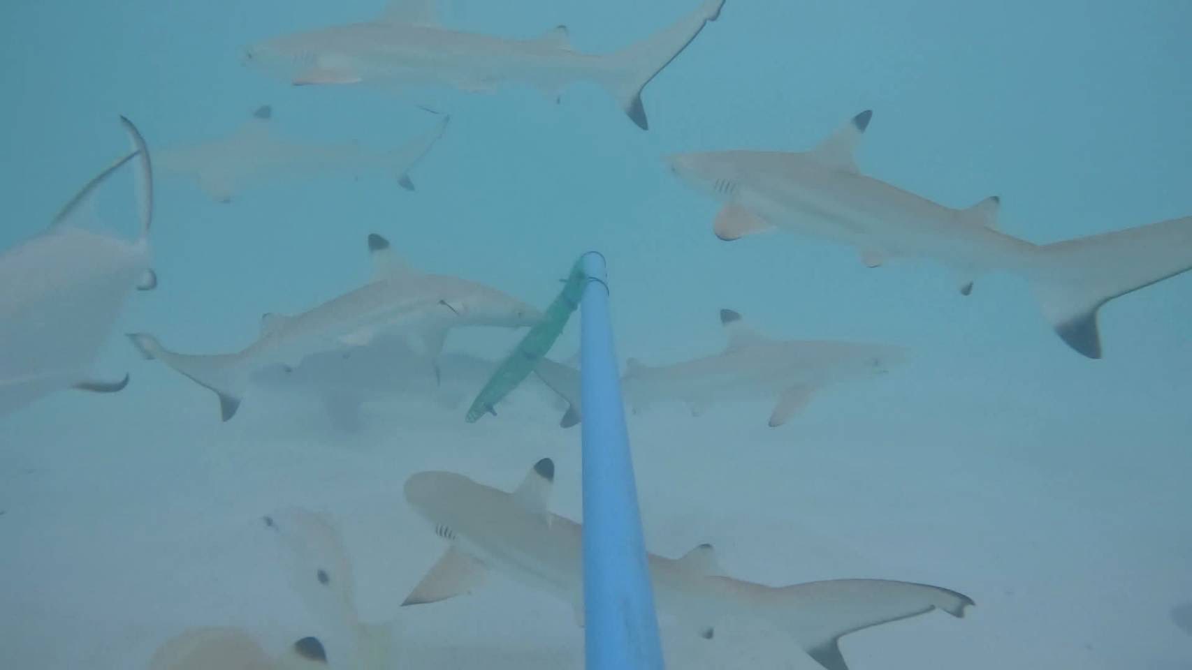 อ่าวมาหยาคืนชีพ พบ 516457523 1123879476433843 3575815740603430924 n