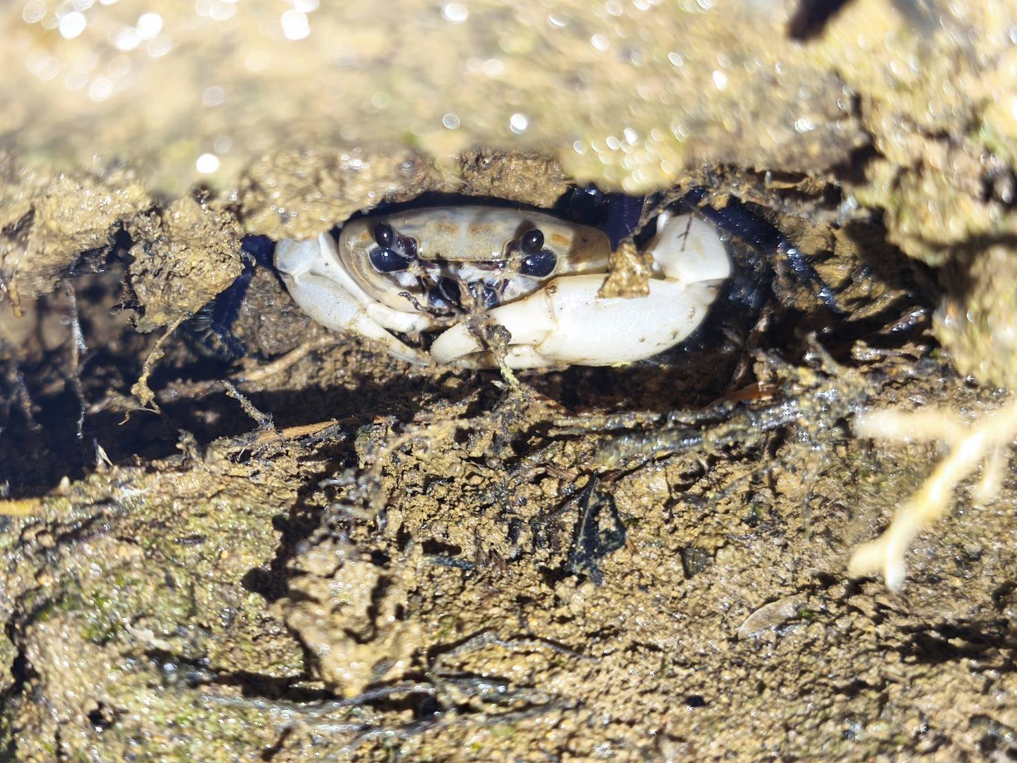 ฮือฮา พบ 'ปูเจ้าฟ้า' สีขาวม่วง บนพะเนินทุ่ง ภายในอุทยานแห่งชาติแก่งกระจาน 5 5165