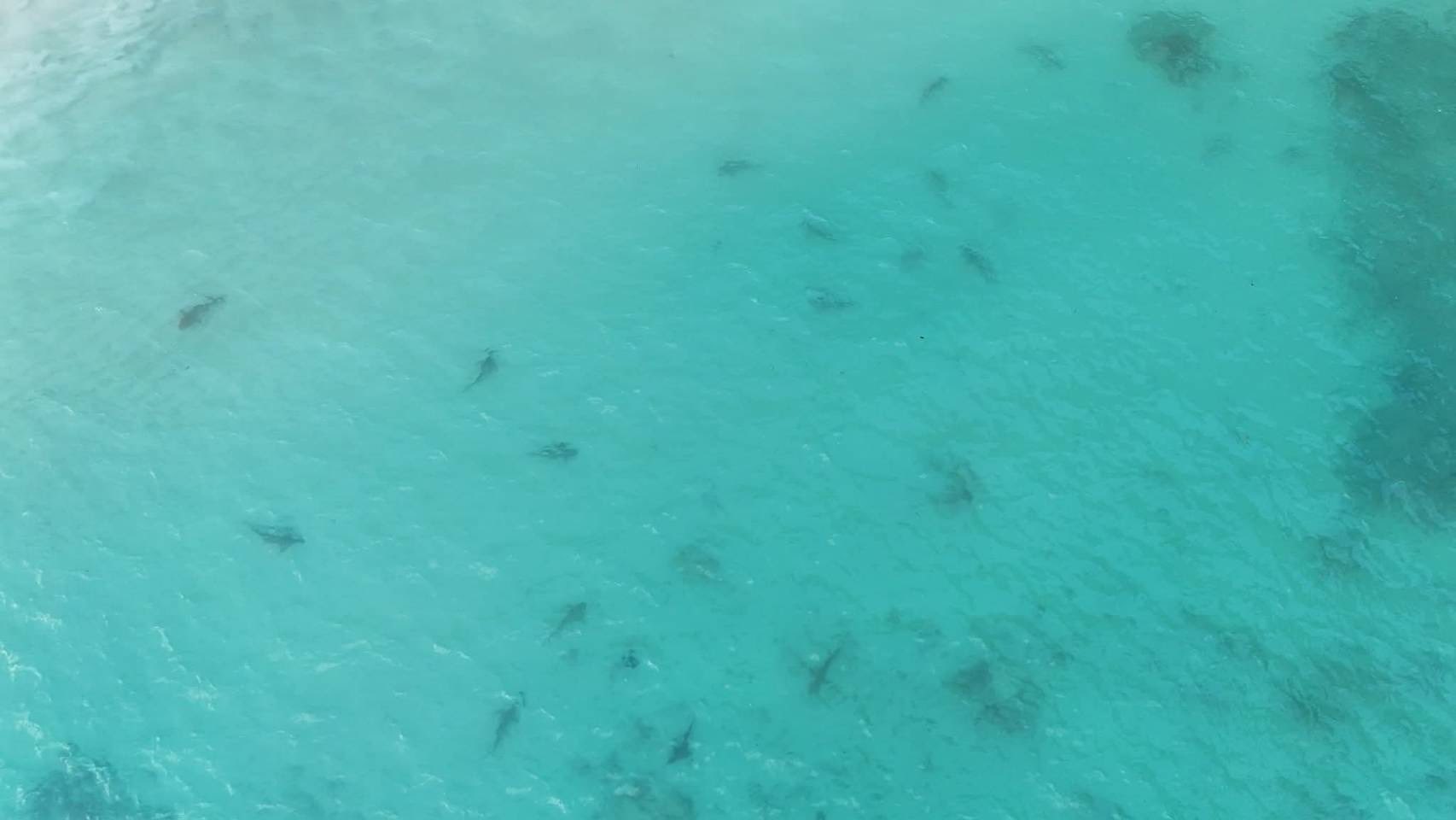 อ่าวมาหยาคืนชีพ พบ 516678620 1123879309767193 583347710134969466 n