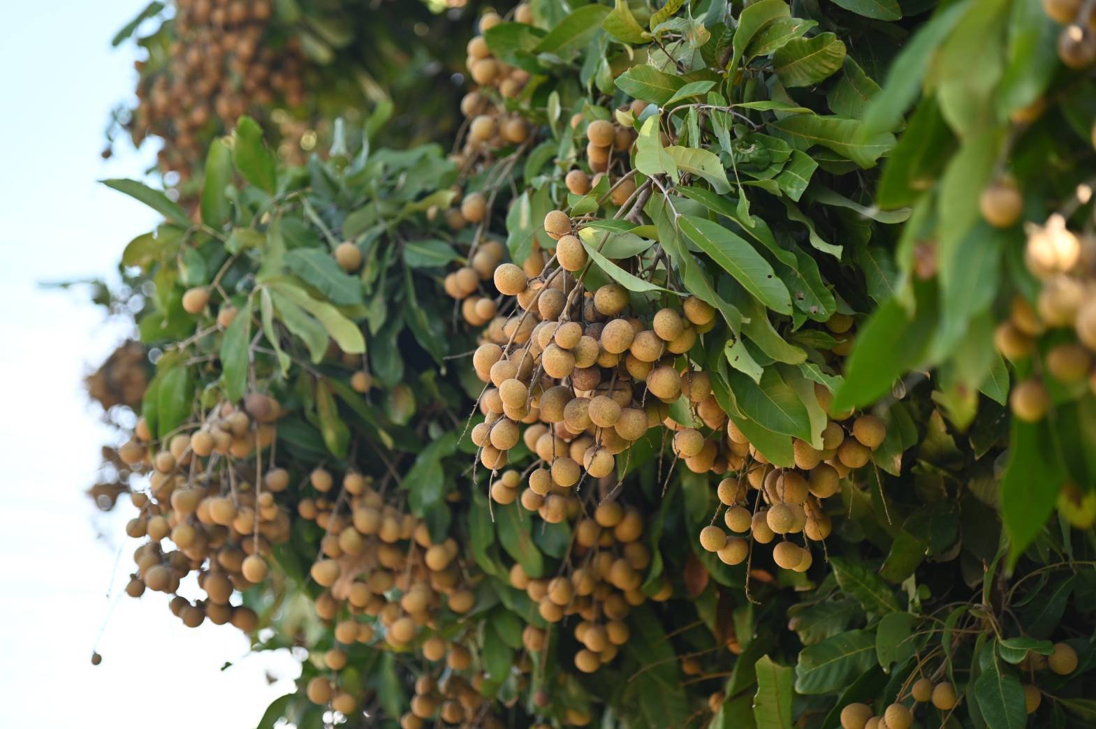 ส่ง “ทหาร – นักโทษชั้นดี” ช่วยชาวสวน ระดมสรรพกำลัง กระจายผลไม้ต่อเนื่อง 2 516886848 1161915545965895 1277821439973033833 n