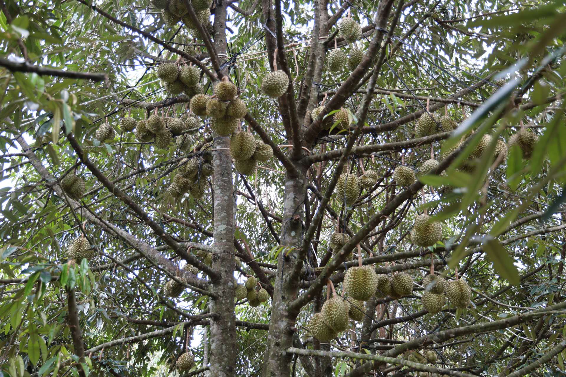 ทูตจีนประจำกัมพูชา 517025538 1119594763314170 2119374855246010308 n