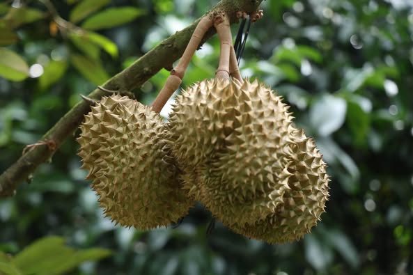 ทูตจีนประจำกัมพูชา 517273692 1119594679980845 4137510391141447344 n