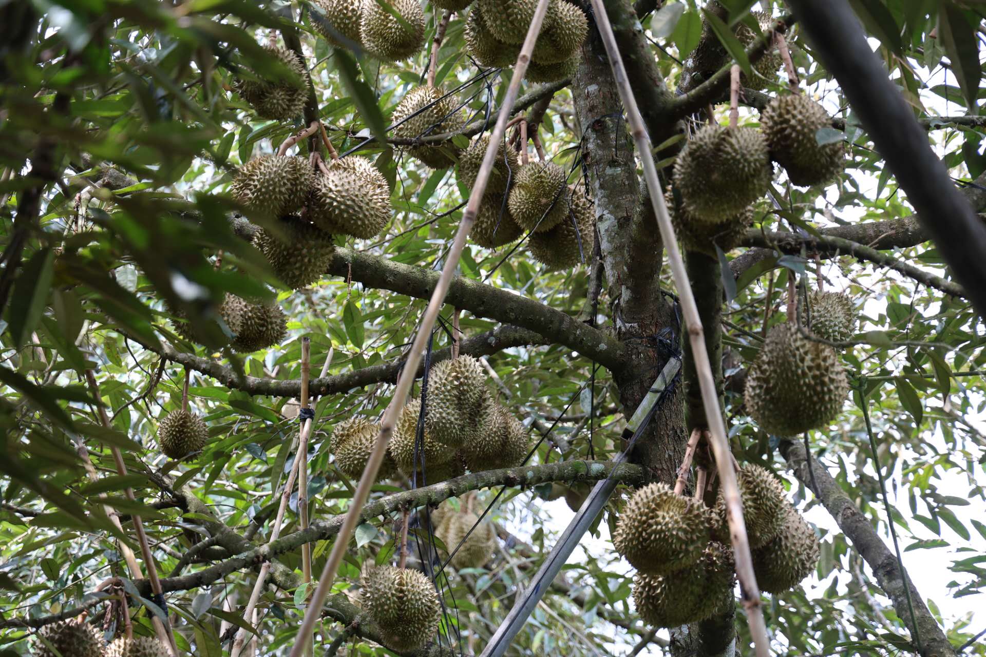 ทูตจีนประจำกัมพูชา 517815669 1119594713314175 1195480691911955344 n