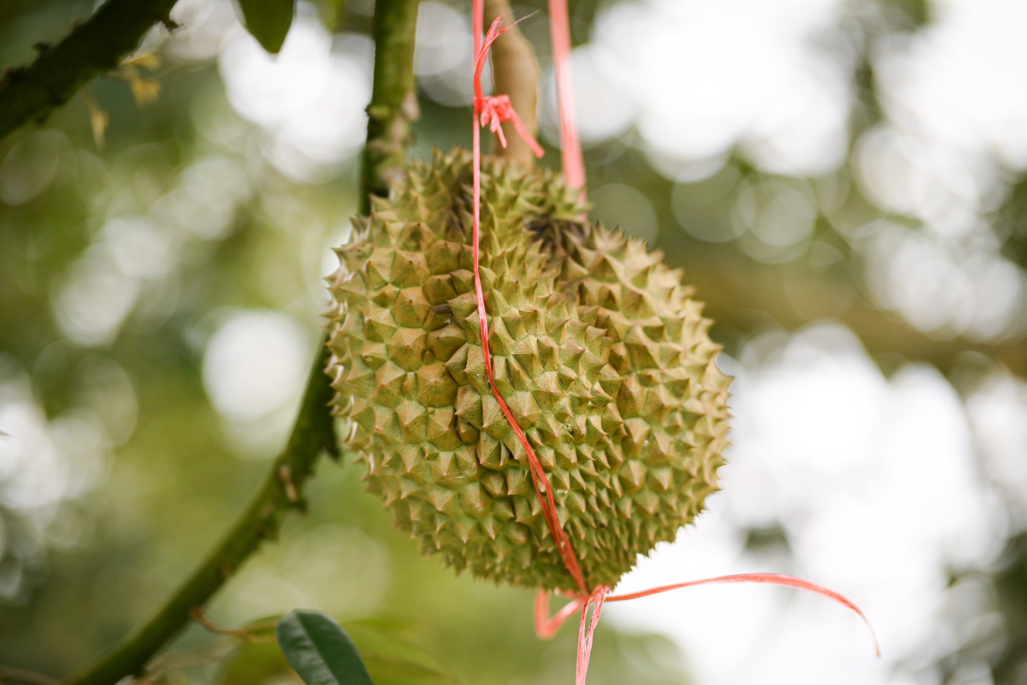 มกอช. ผนึกพลัง เดินหน้ายกระดับ ‘ทุเรียนป่าเด็ง’ อัญมณีแห่งป่าตะวันตก สู่สินค้าเกษตรมาตรฐาน GAP 8 518344813 1288205972658195 4808447825024147945 n