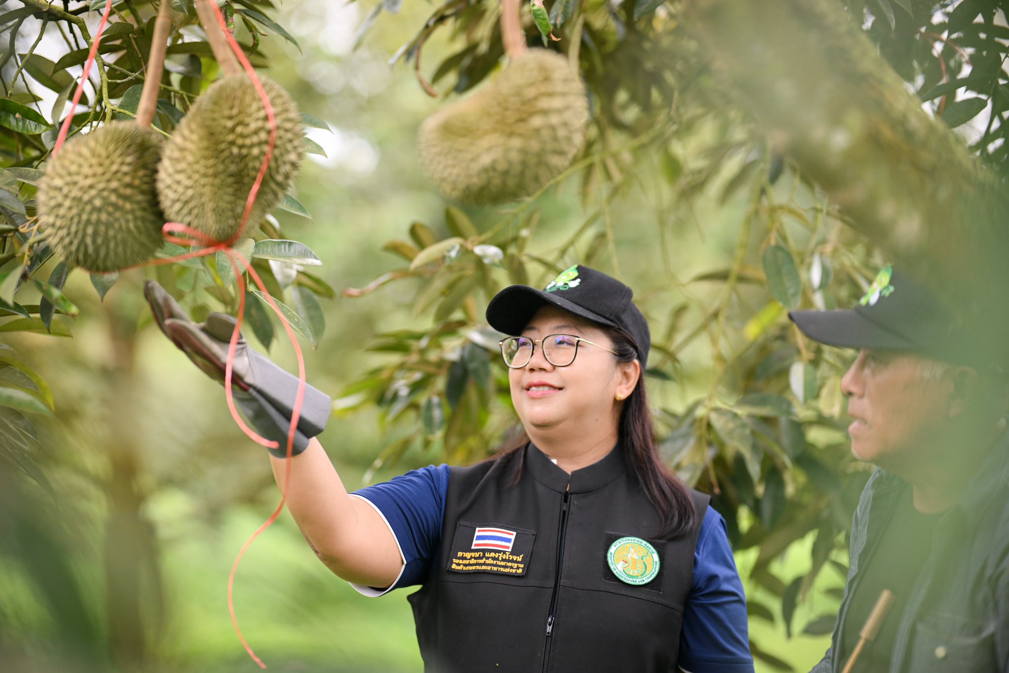มกอช. ผนึกพลัง เดินหน้ายกระดับ ‘ทุเรียนป่าเด็ง’ อัญมณีแห่งป่าตะวันตก สู่สินค้าเกษตรมาตรฐาน GAP 4 518349405 1288205735991552 4093288230110781505 n