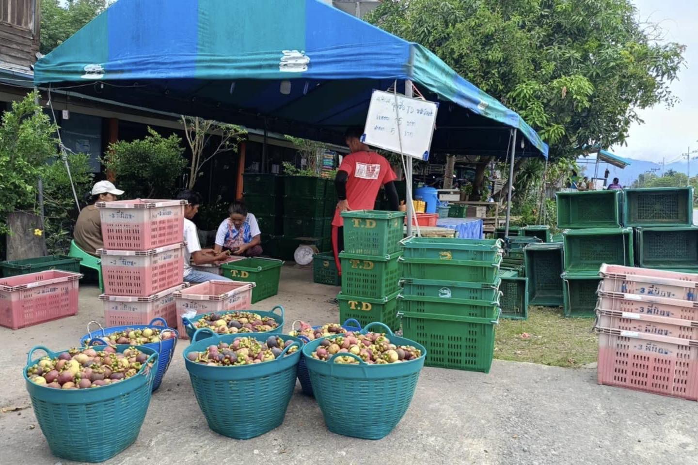 “สุชาติ”ปลื้ม ใช้เวลาแค่ 16 วัน ดันราคามังคุดใต้ทะลุกิโลกรัมละ 100 บาท 6 519975277 1112097717778929 2013394076951977271 n